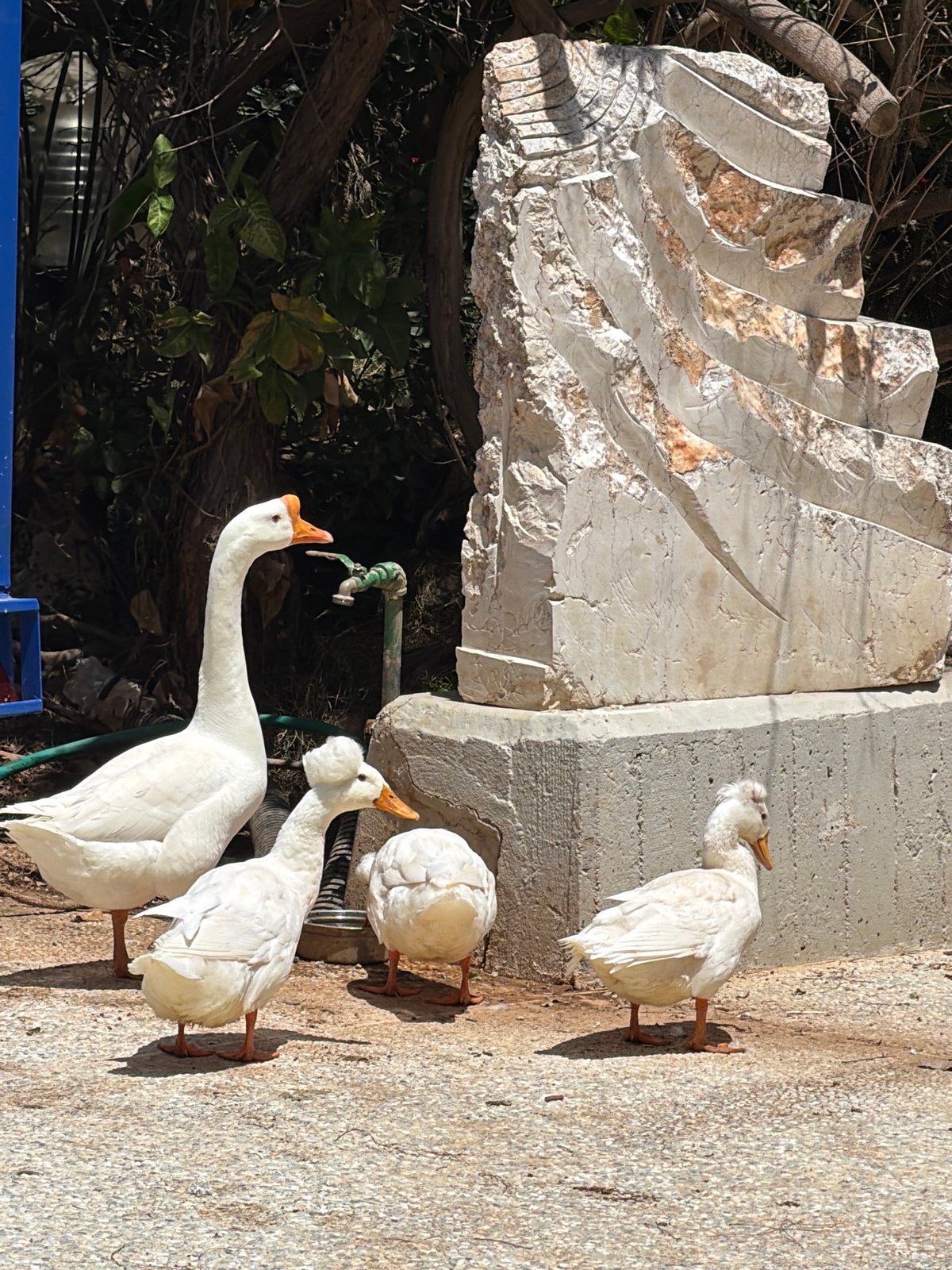 White geese and ducks spotted in sunny Tel Aviv outdoor area