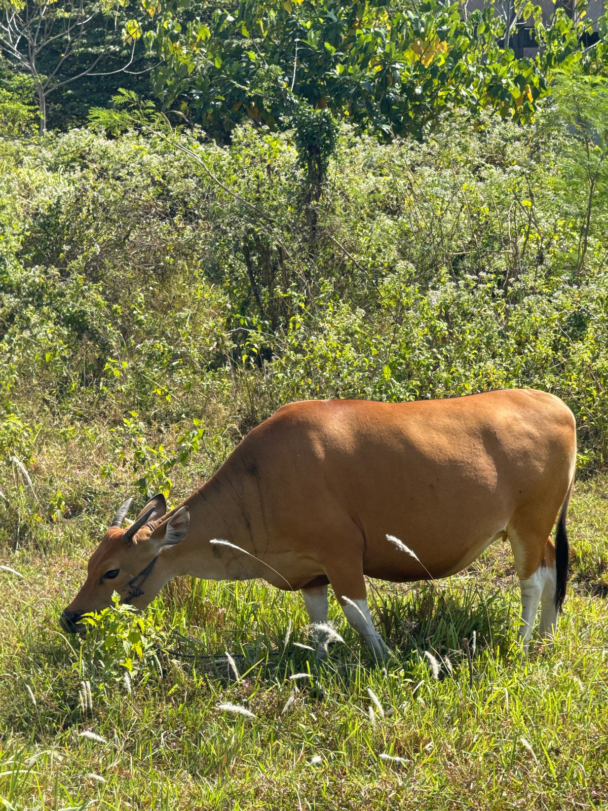 Cows grazing near a construction site in North Kuta, Bali