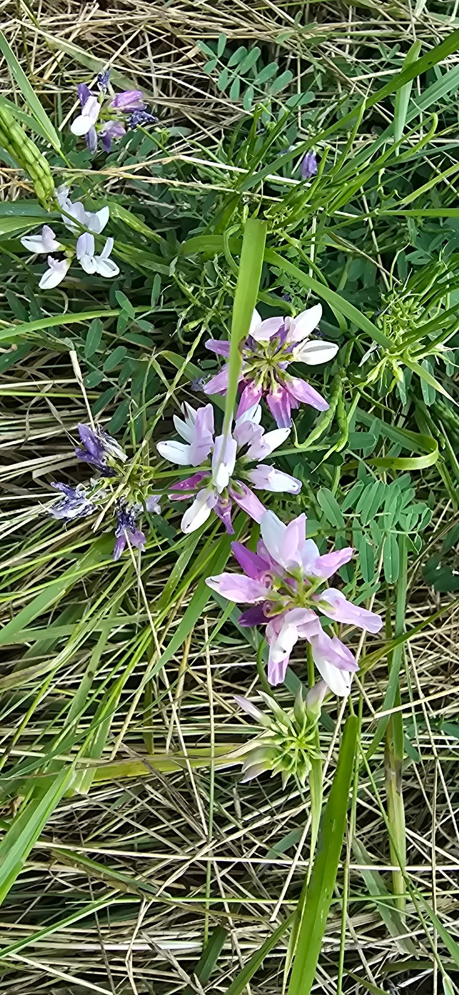 Wildflowers and forest trails in a Chișinău park