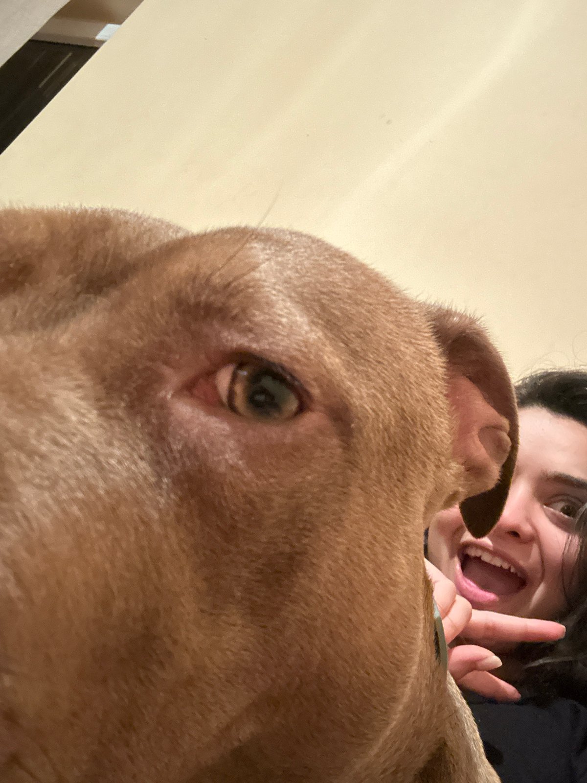 Pit bull selfies and couch time in rural Bulgaria