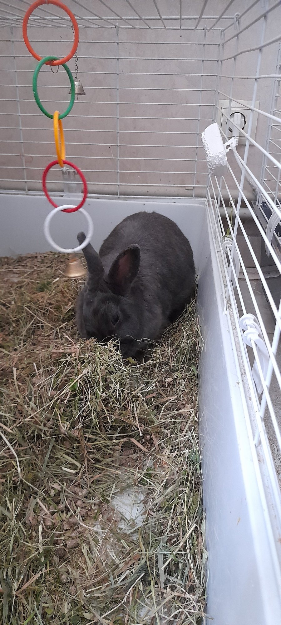 Rabbits of all ages settled into their cages and enclosures.