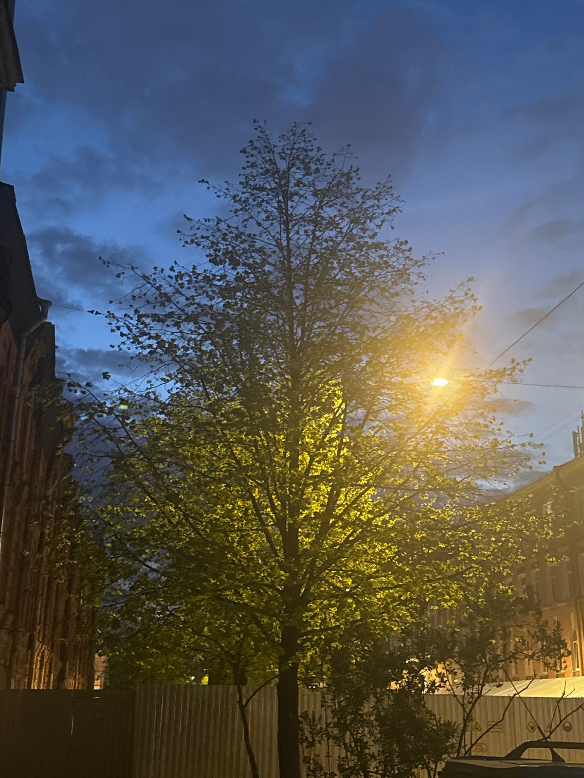 Nighttime tree illumination captured in Saint Petersburg