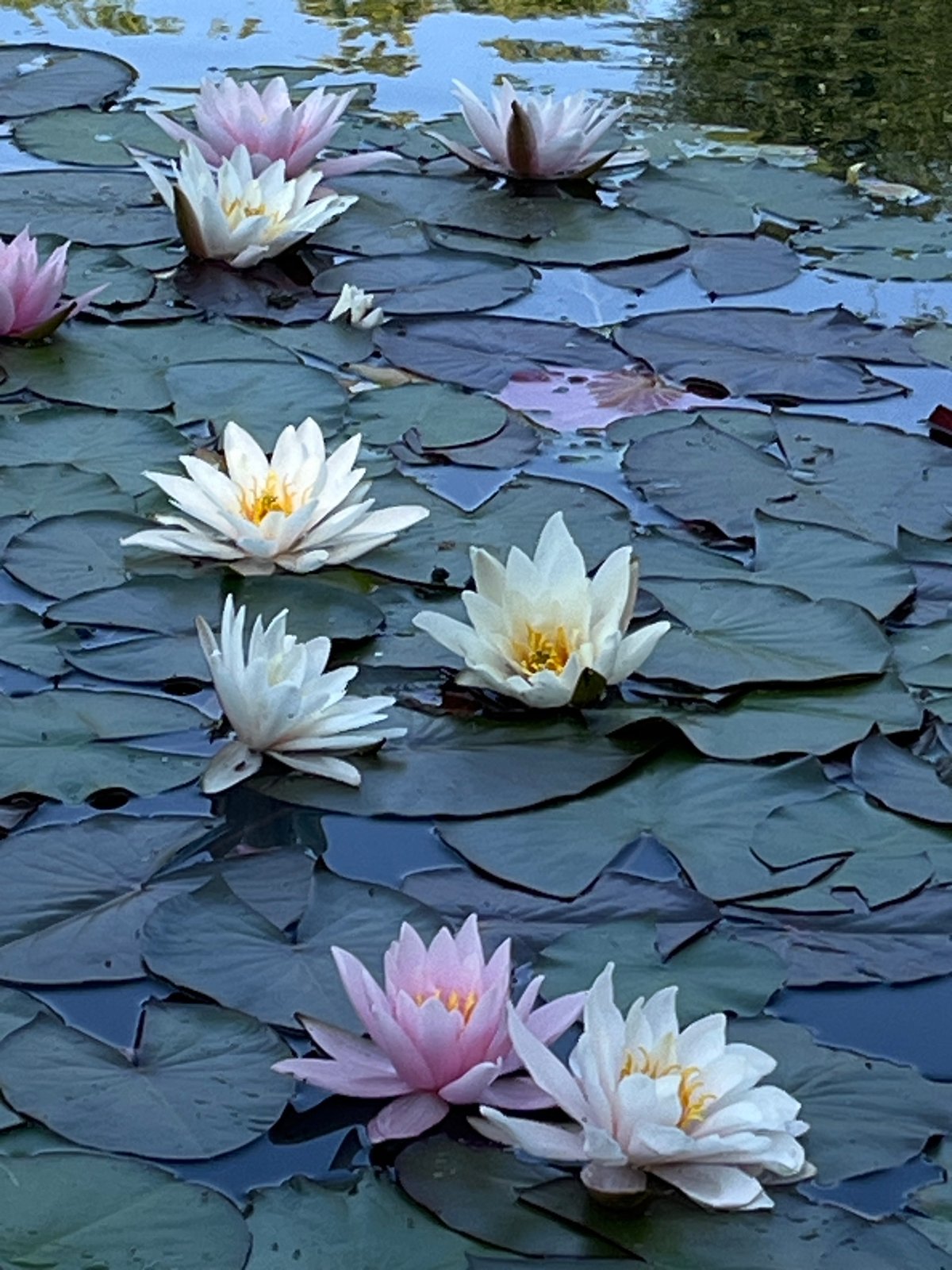 Summer morning at Novodevichy Pond, Moscow — lilies, dogs, and green parks