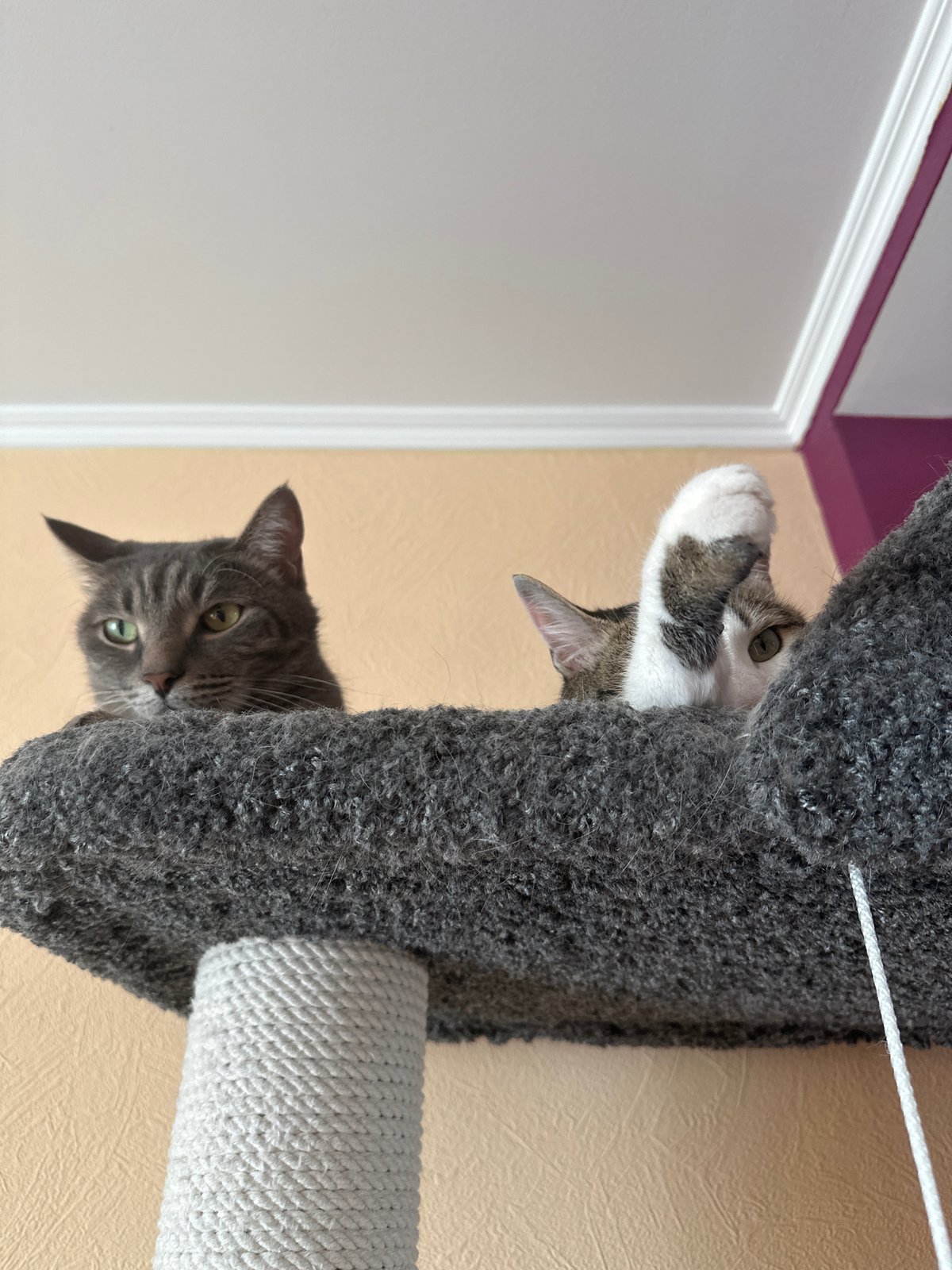 Two cats spotted on cat tree in Krasnoyarsk residence