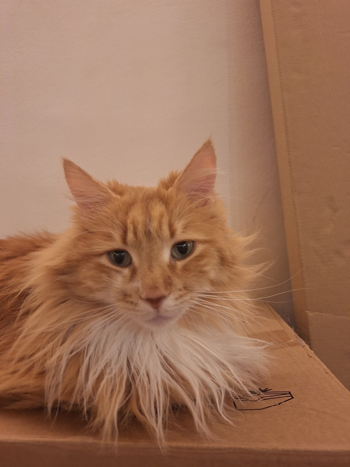 Orange cat photographed with cardboard box in Varna