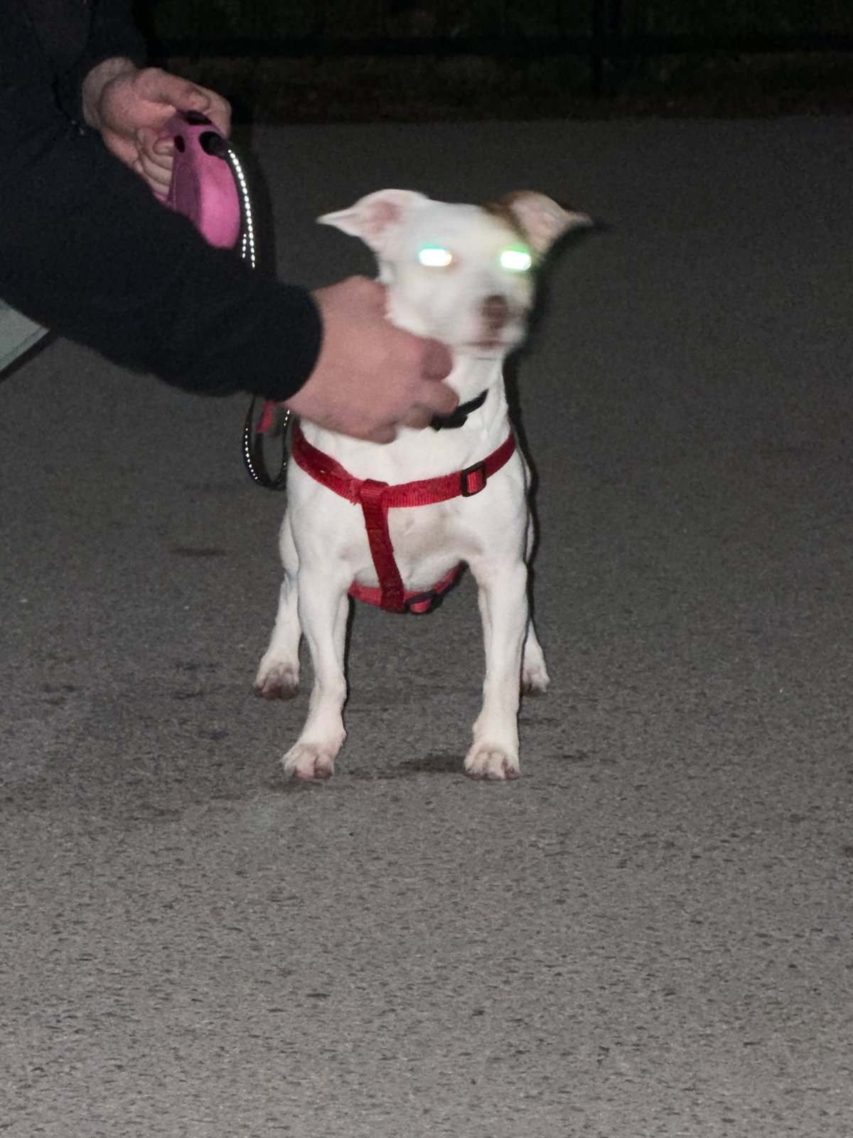 Dog in red harness spotted in Sofia evening scene