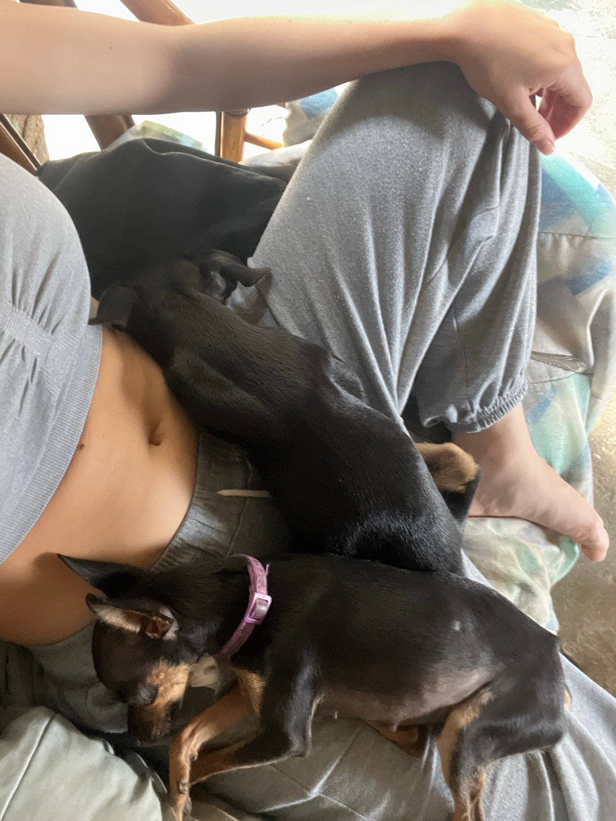 Pack of Miniature Pinschers lounging at home in Juan Griego