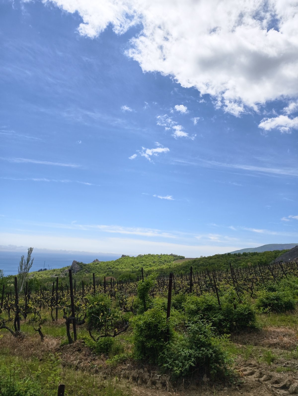 Vineyard with young grapevines observed in dry conditions