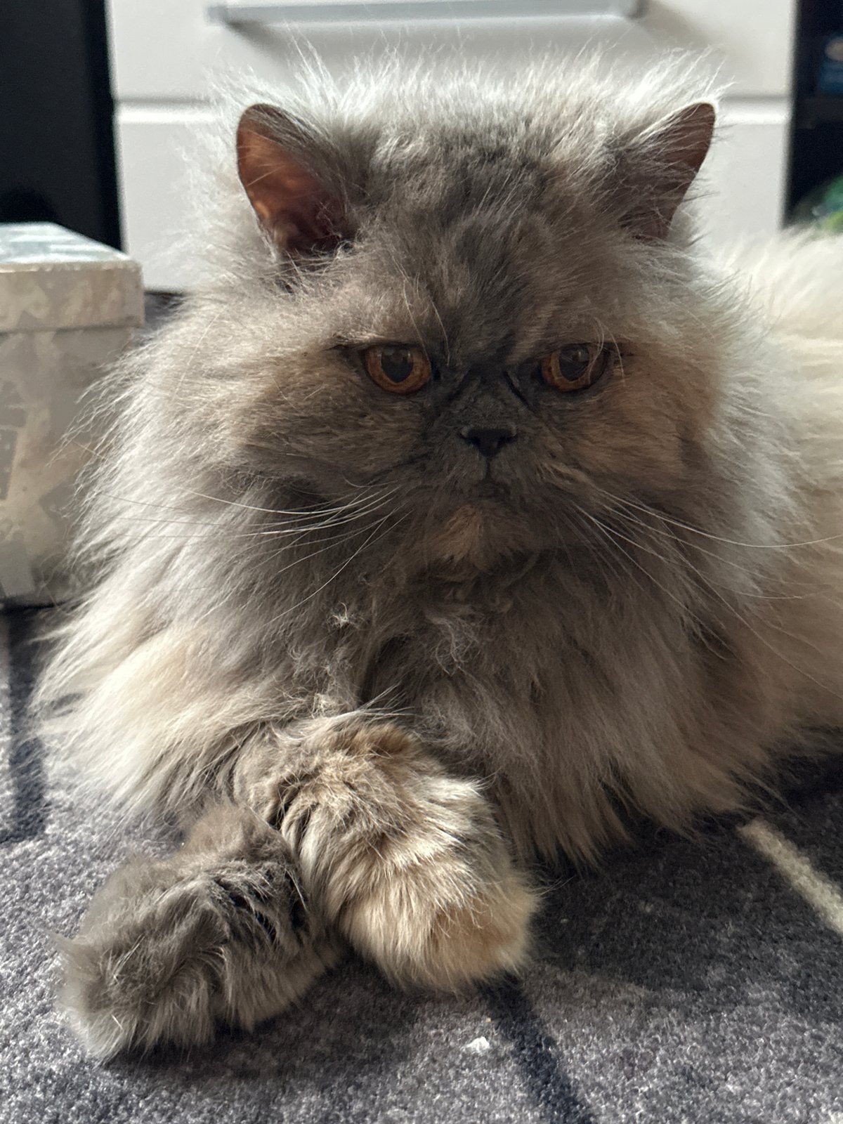 Morning coffee moment with cat in Russian city