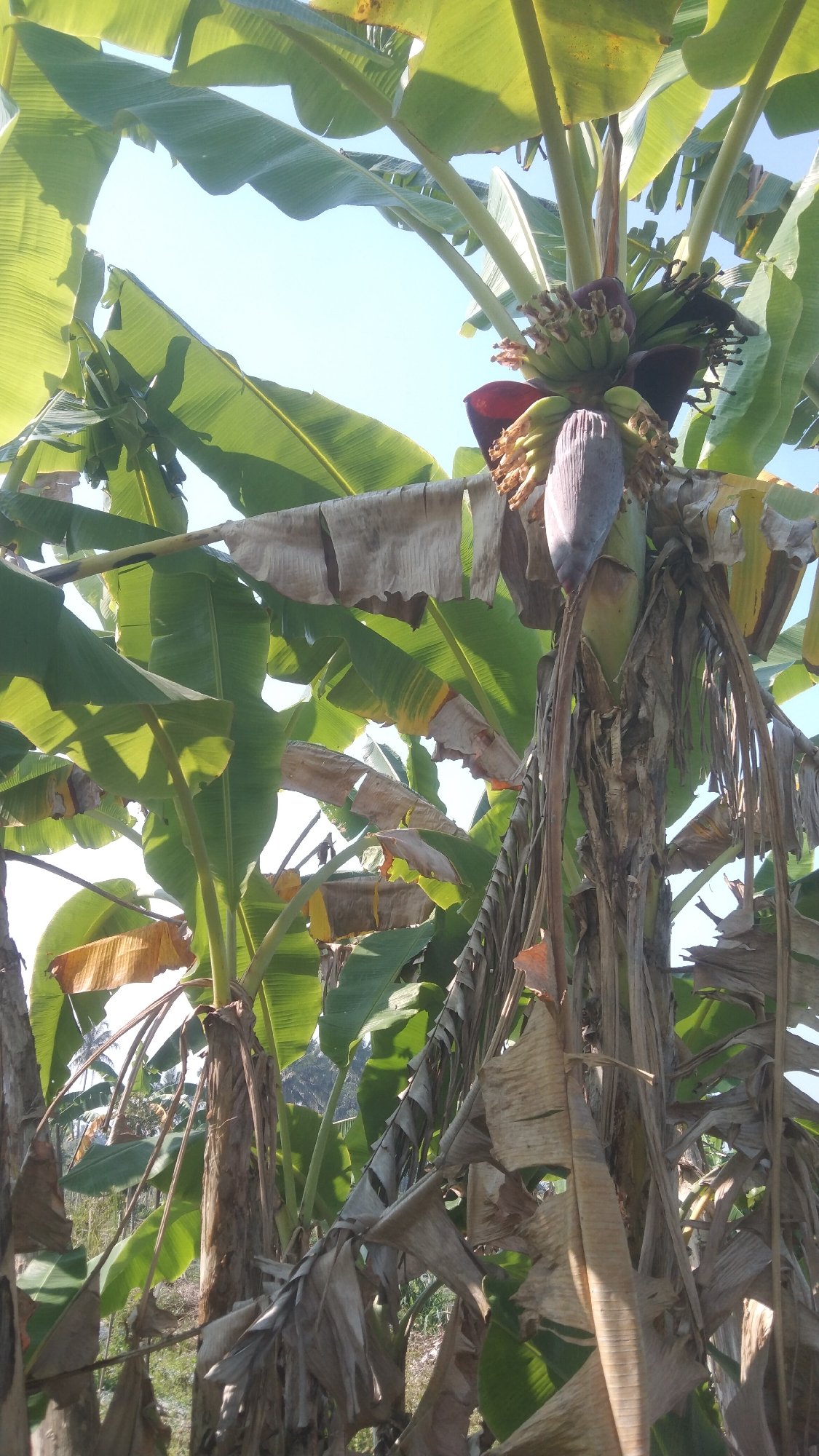 Rice paddies, banana trees, and fish in rural Argomulyo