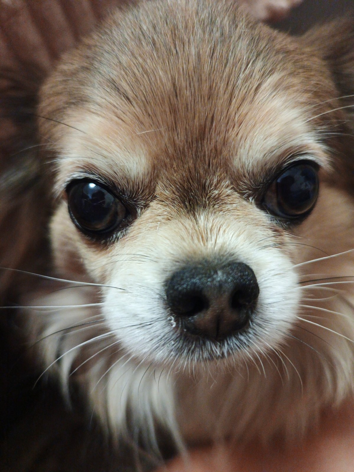 Chihuahua portrait and home snapshots from Zlatoust, Russia