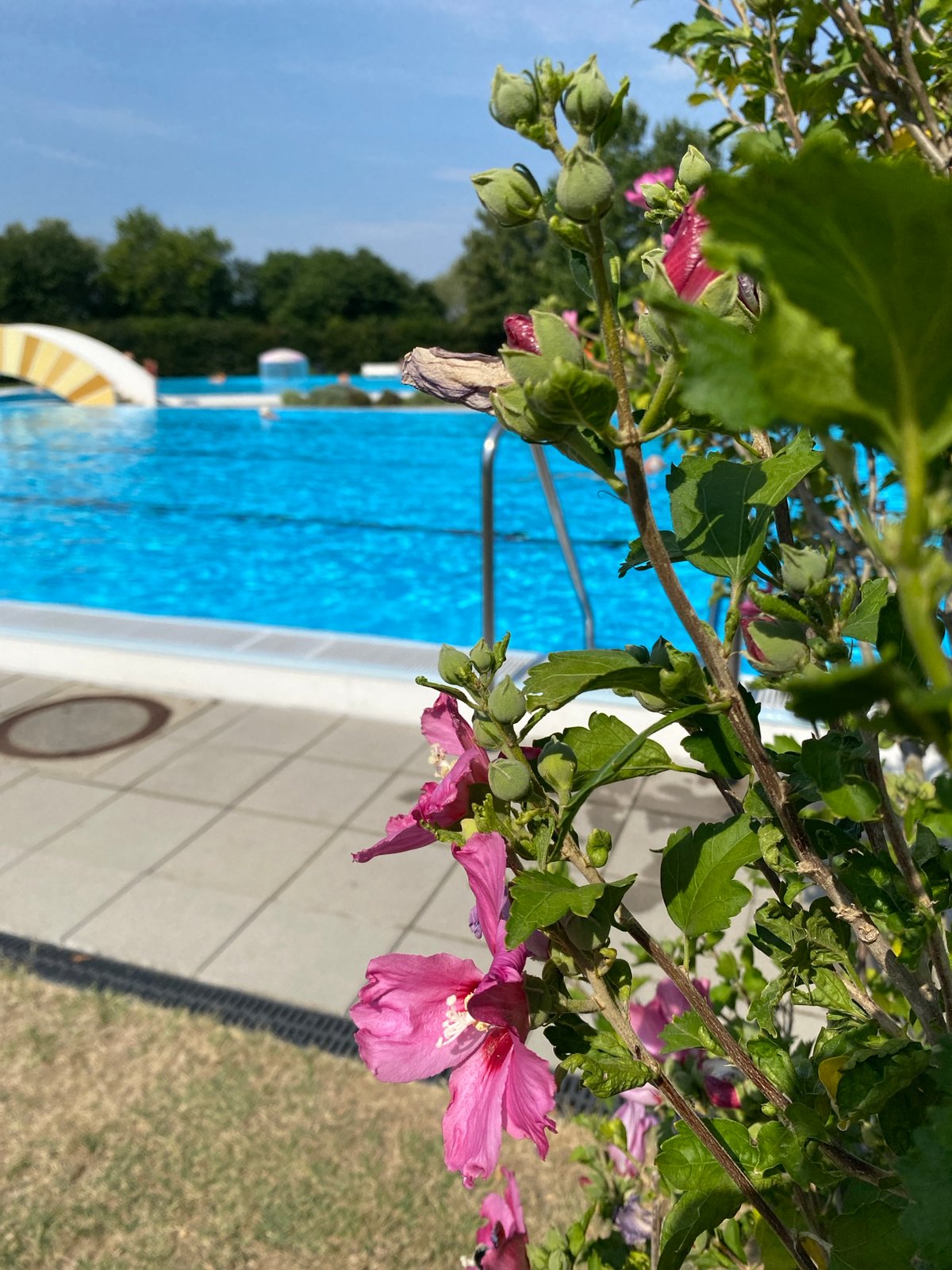 Hibiscus blooms and blue water at an Austrian backyard pool