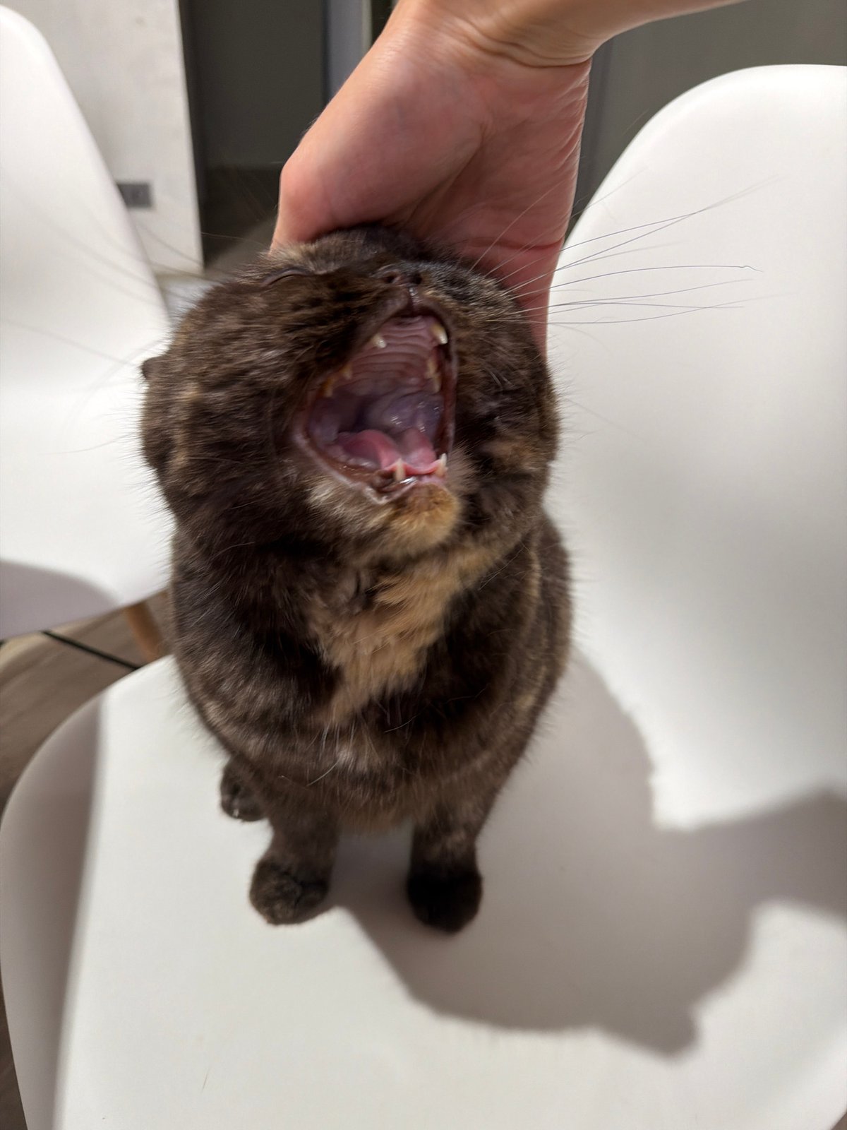 Cat receives affection from owner in Russian home