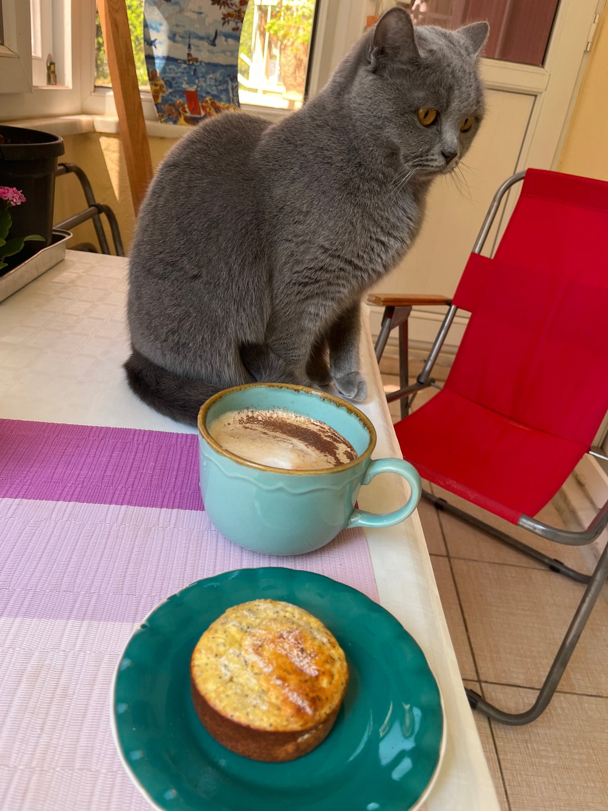 Morning coffee routine with cat companion documented in Alanya