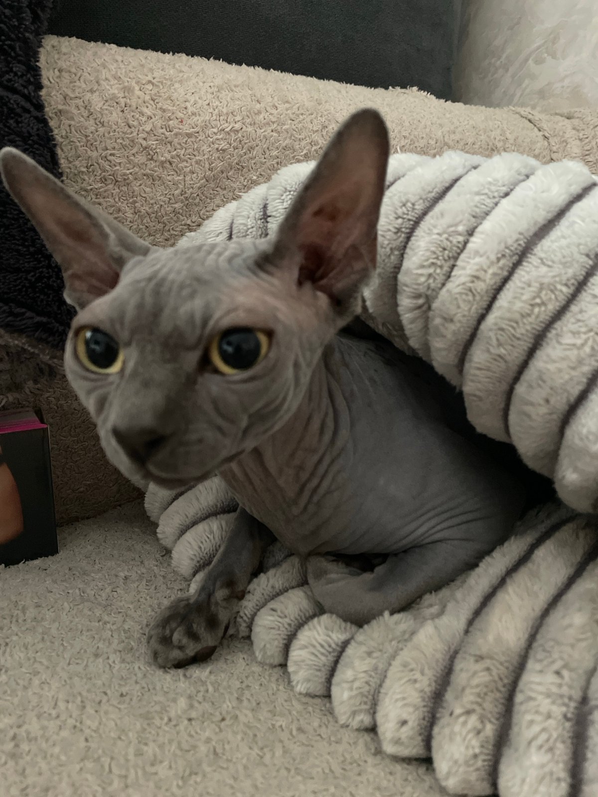 Cats observed resting and grooming in Krasnodar home