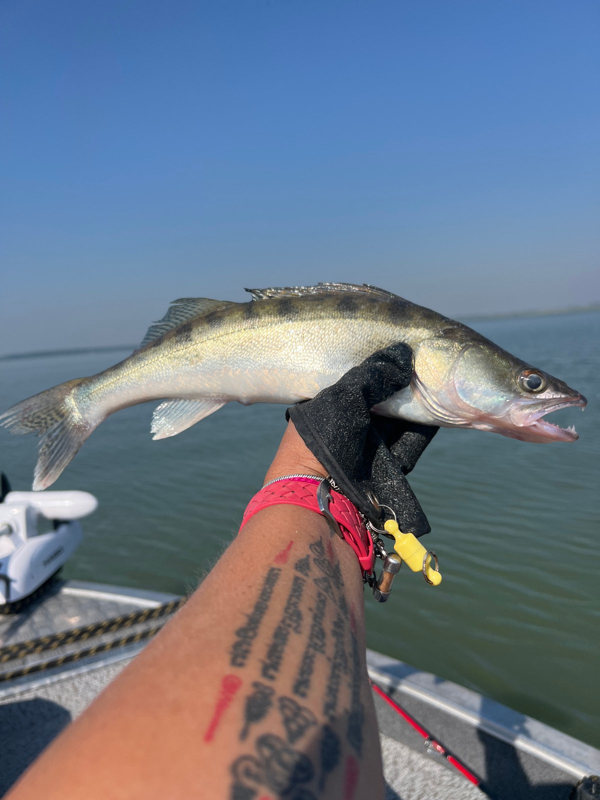 Zander catch on a calm Russian lake, summer morning
