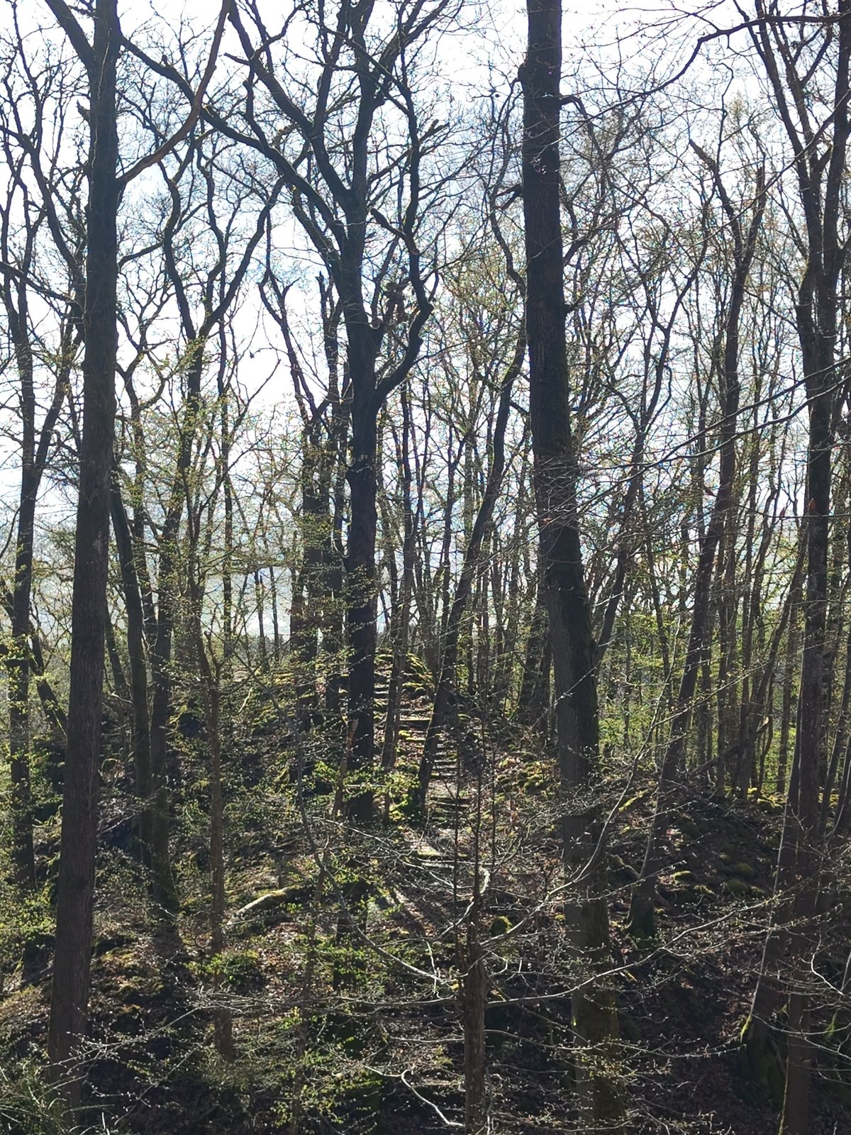 Forest hike documented through Mettlach Germany woods over one hour