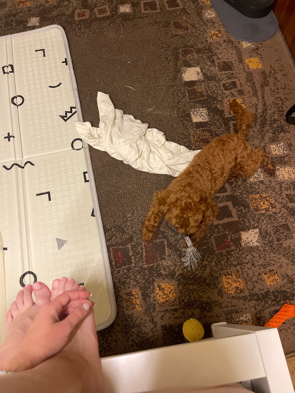 Sofia woman unboxes new phone during evening with pet dog