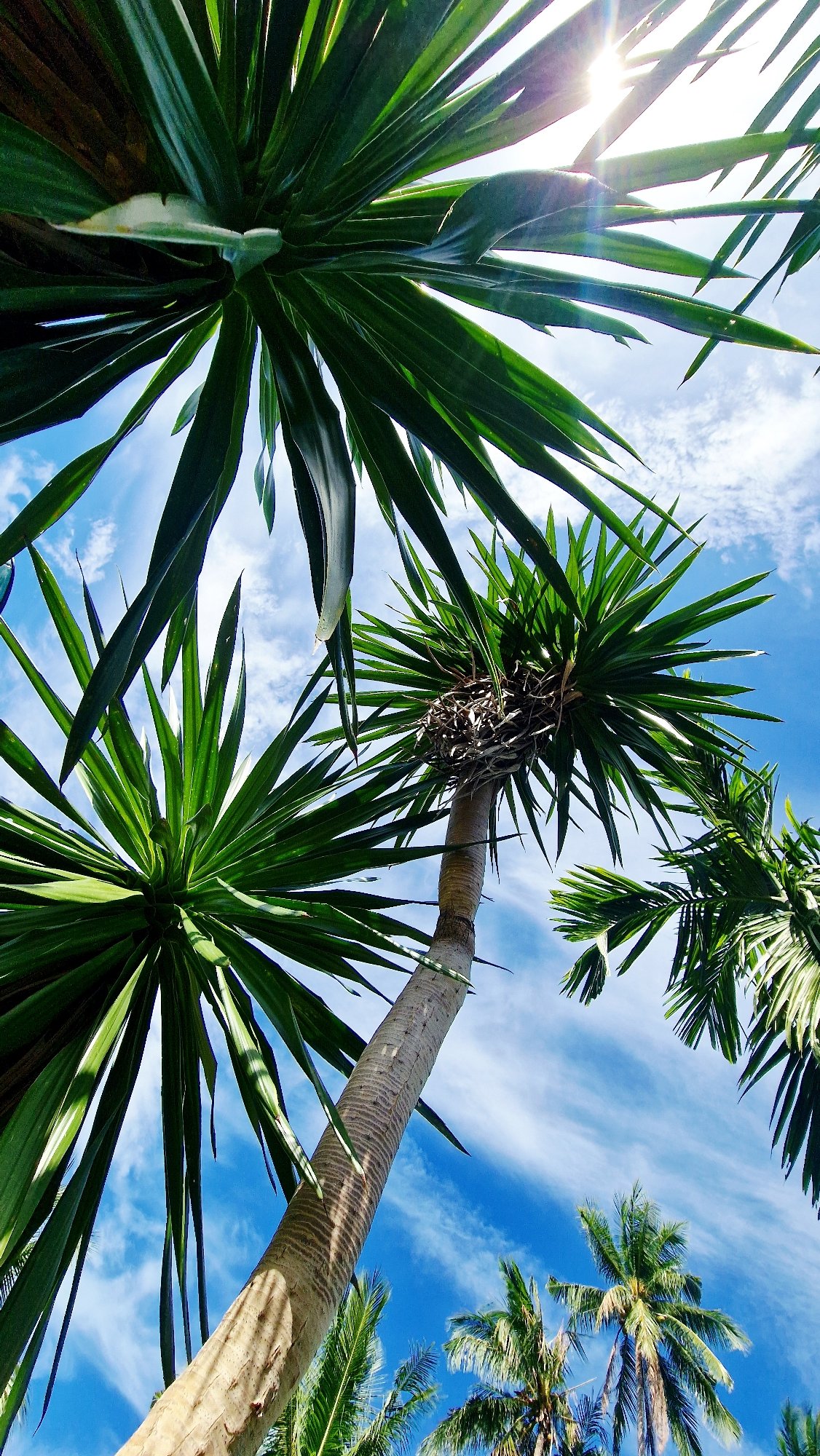 Tropical birds and landscapes documented in Thai coastal villages