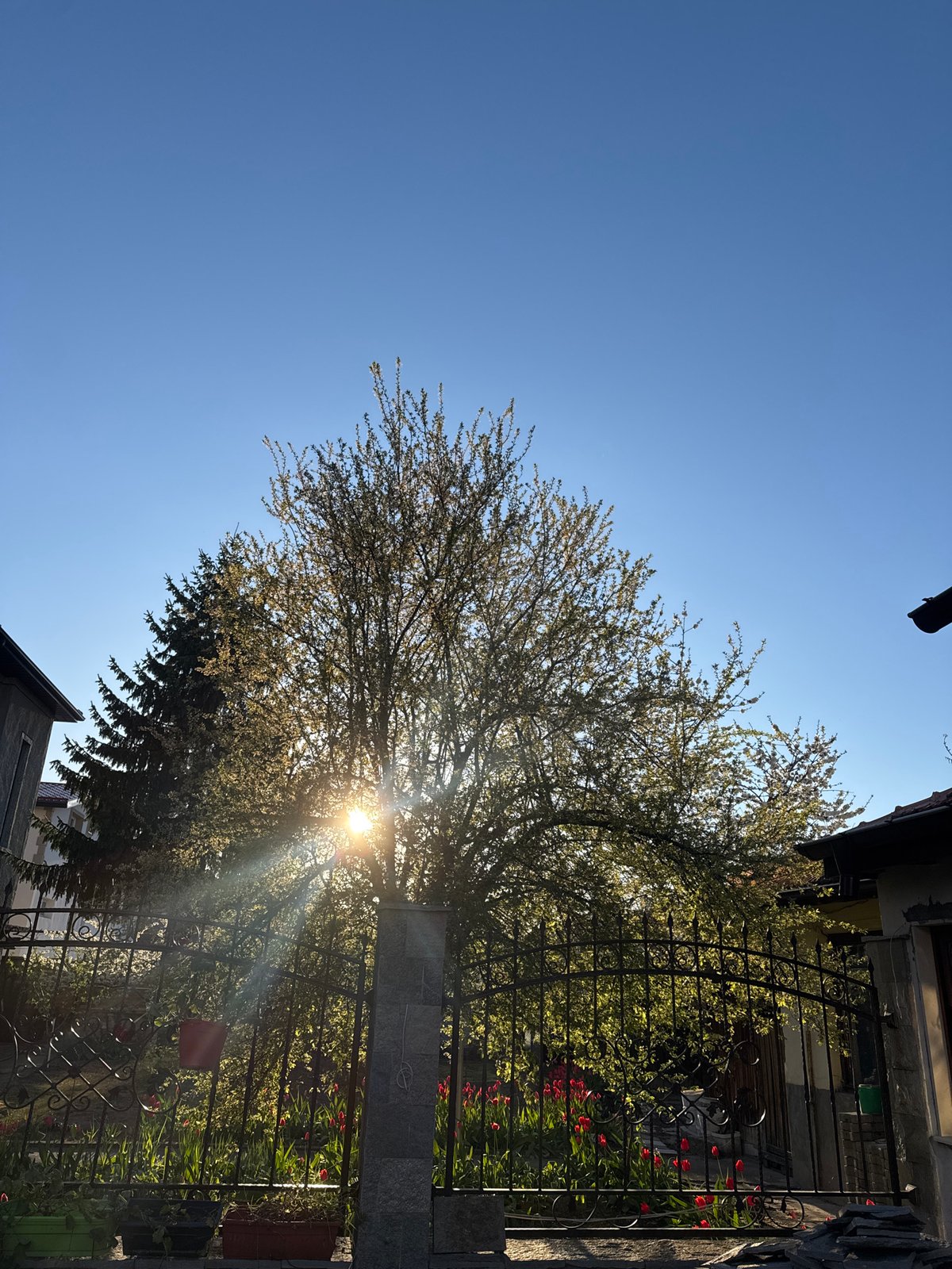 Sunlight streams through tree in Dimitrovgrad garden scene