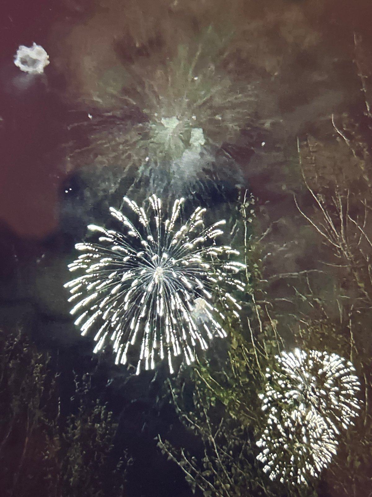 A scattered personal feed: fireworks, flowers, dogs, and city scenes