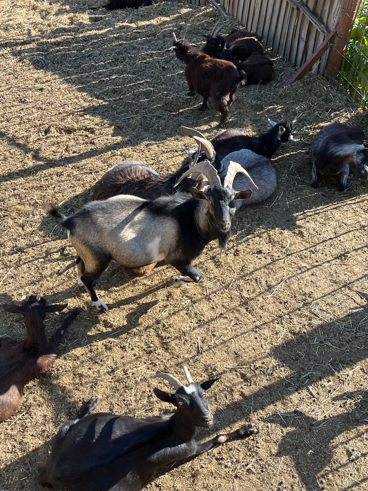 Afternoon walk through Tbilisi Zoo's animal enclosures