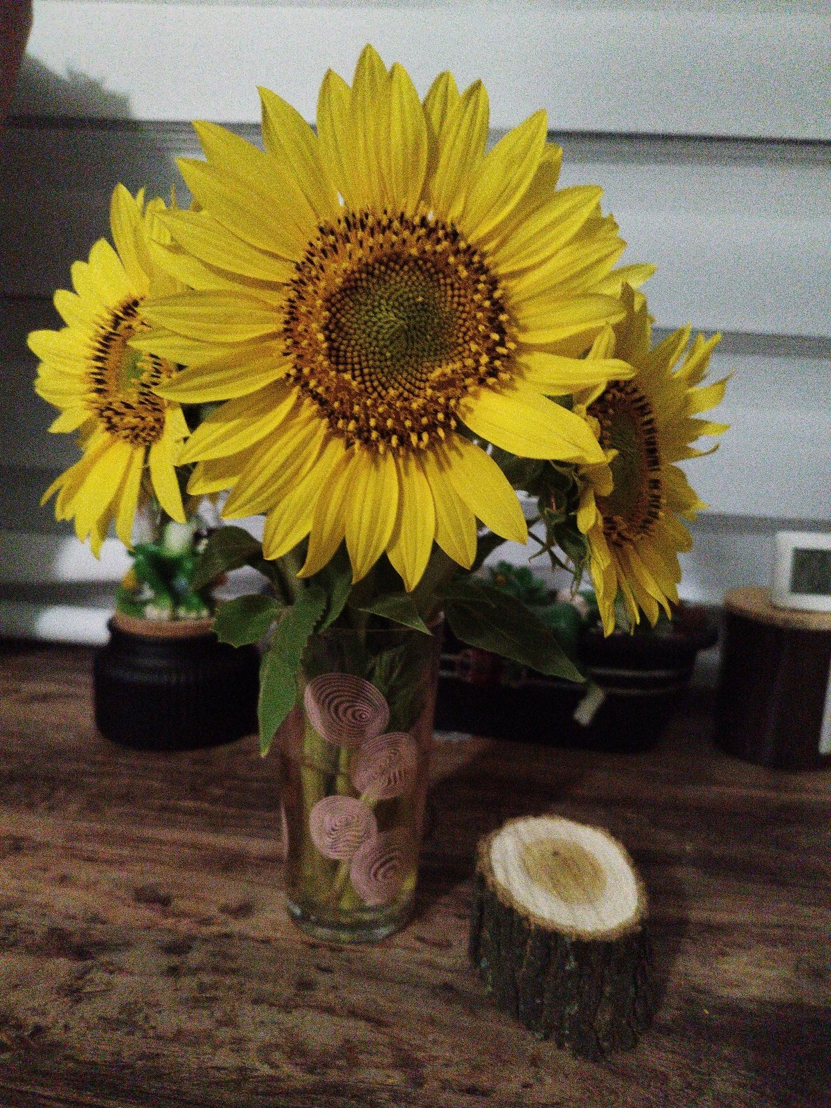 Sunflower still life, two lighting moods, Lozova