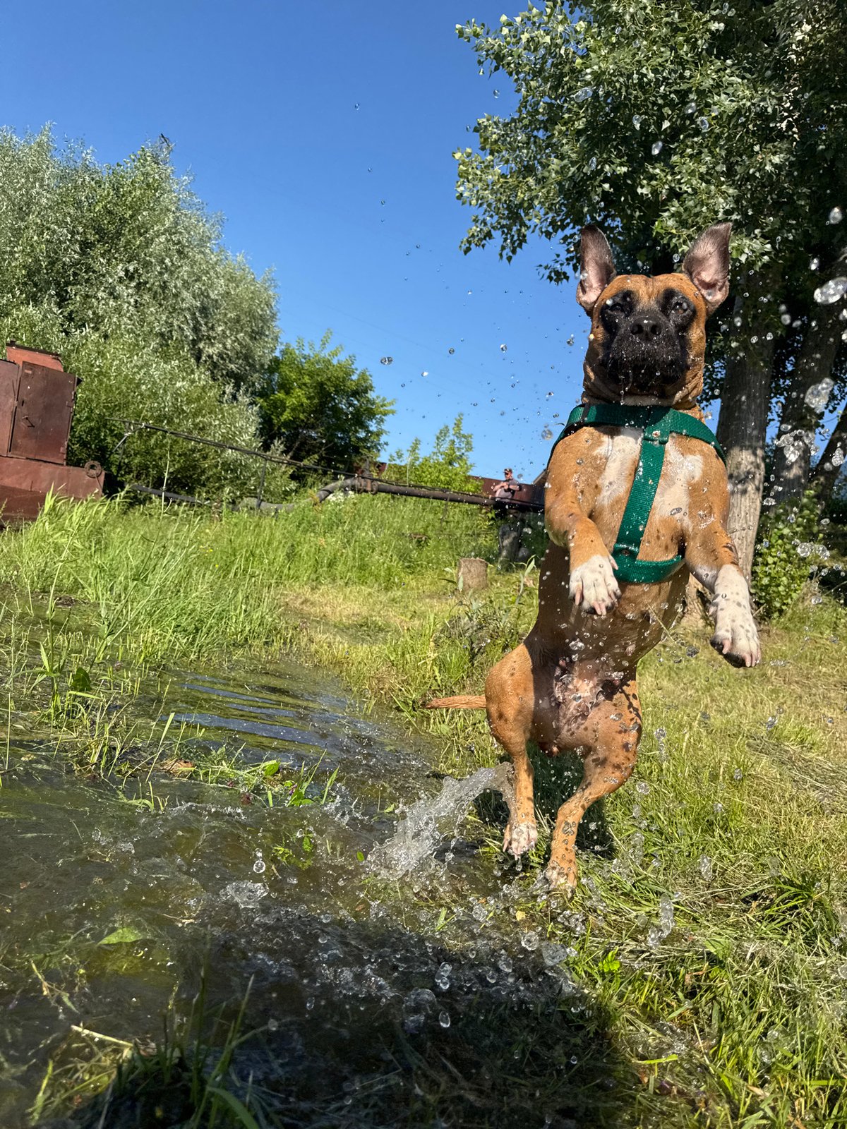Boxer dog goes all-in at a Chaikovsky waterfront on a summer day