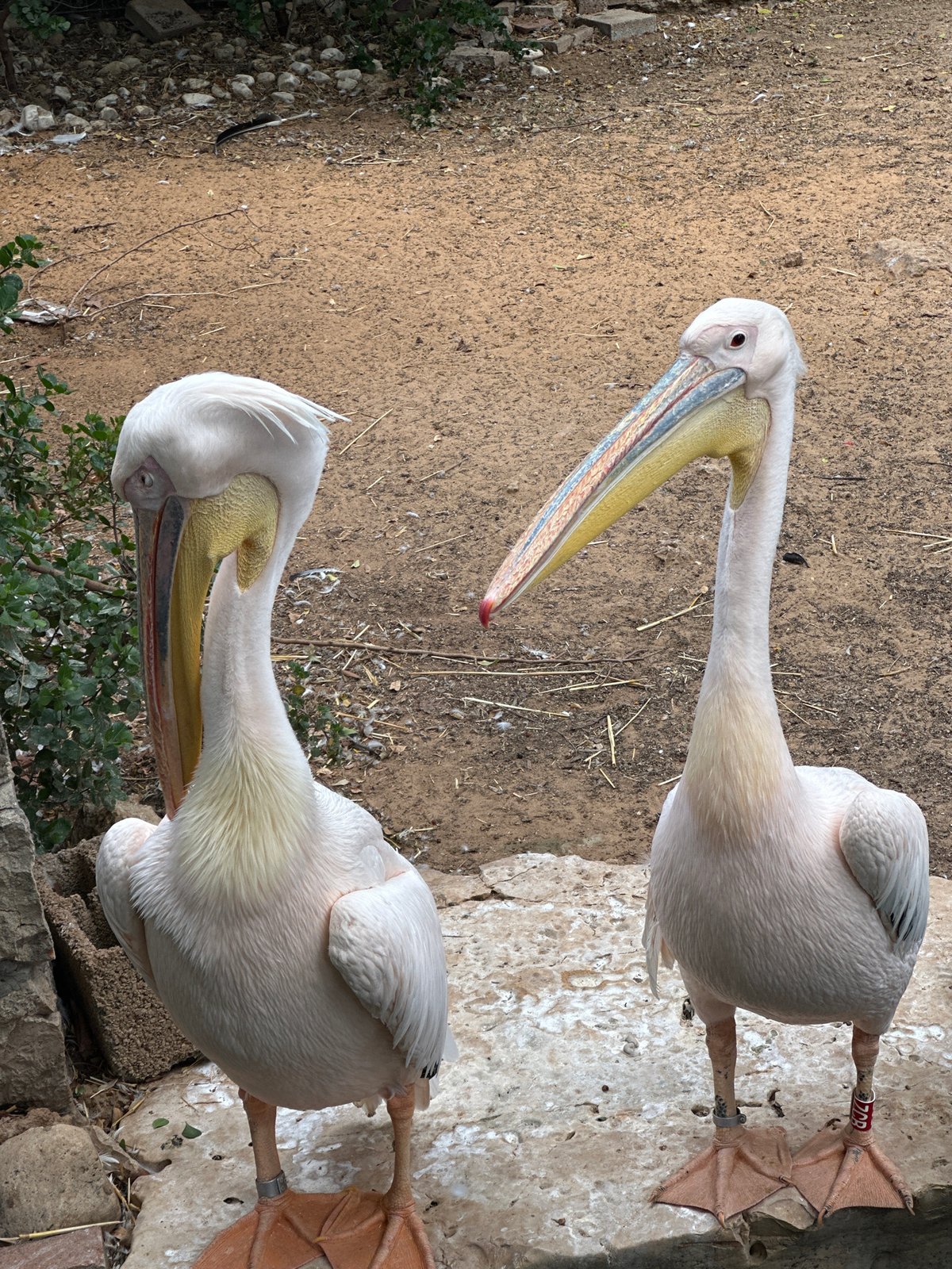 Morning at Petah Tikva Zoo: goats, pelicans, and emus