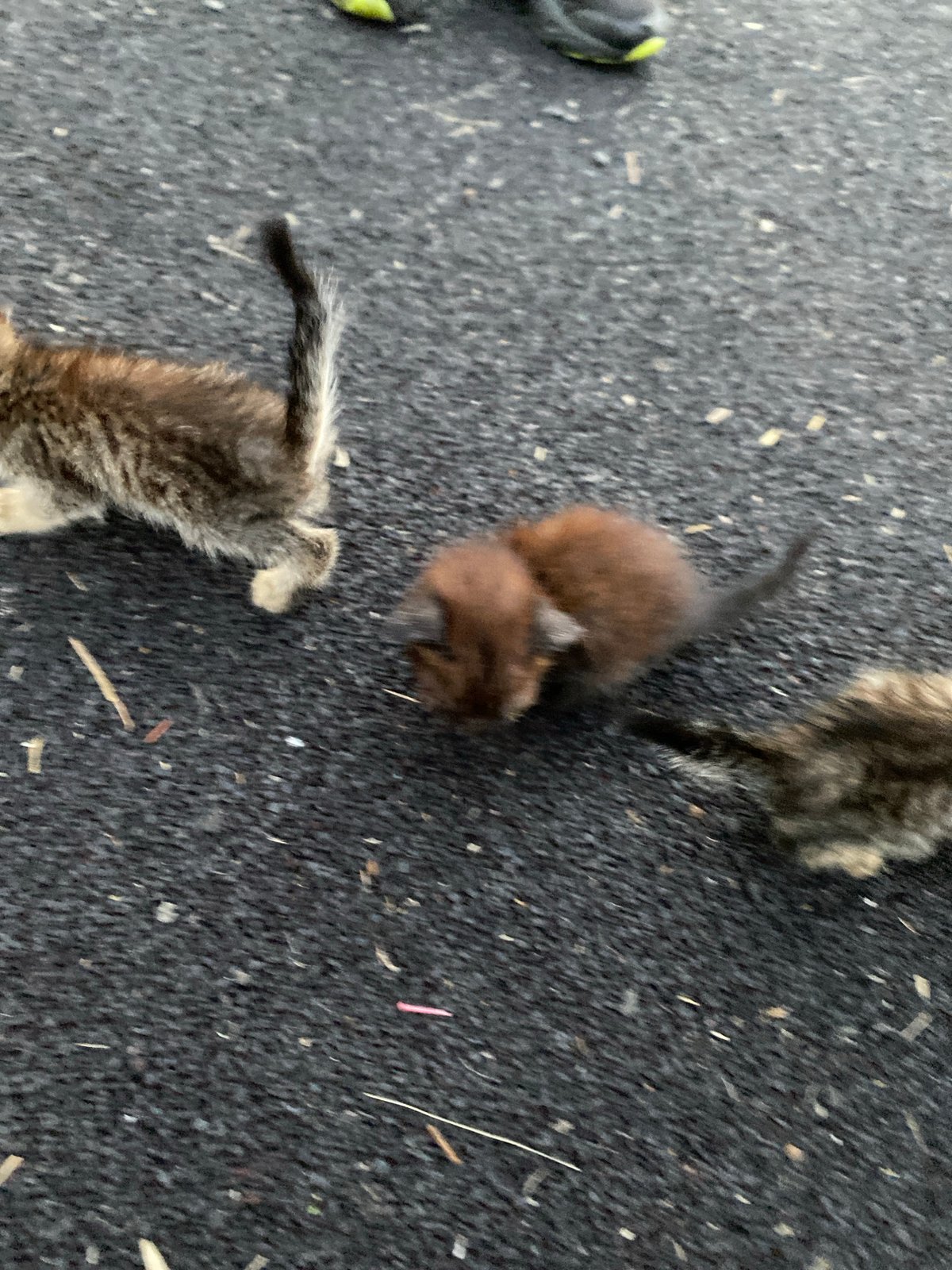 Kittens and kids at a village playground, summer dusk