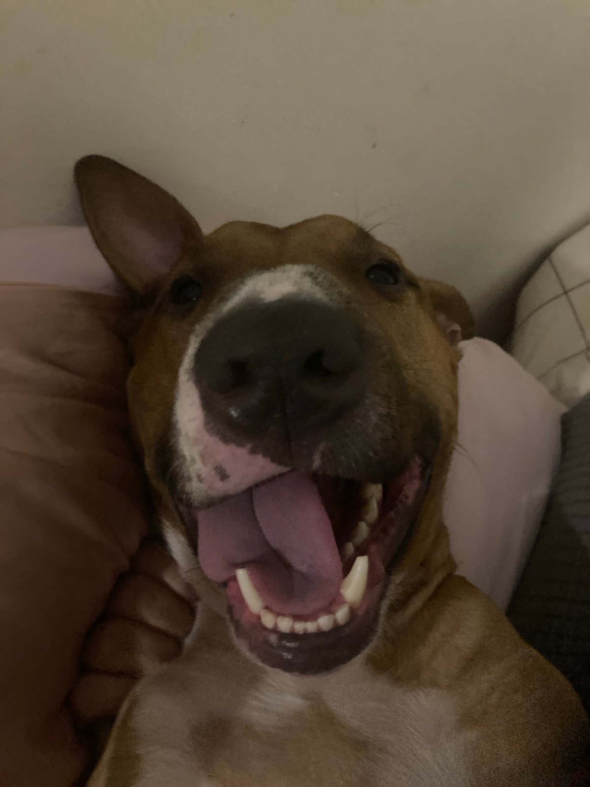 Bull Terrier plays indoors with toys during evening hours