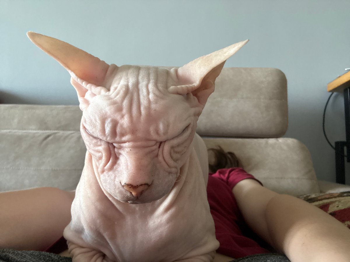 Morning at home with two cats in Krasnoyarsk