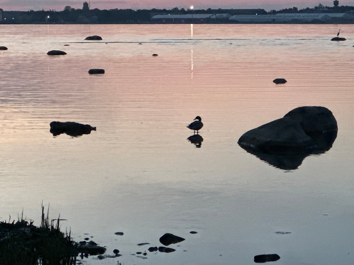 Twilight documentation captures serene Tallinn Bay with swans and coastal views
