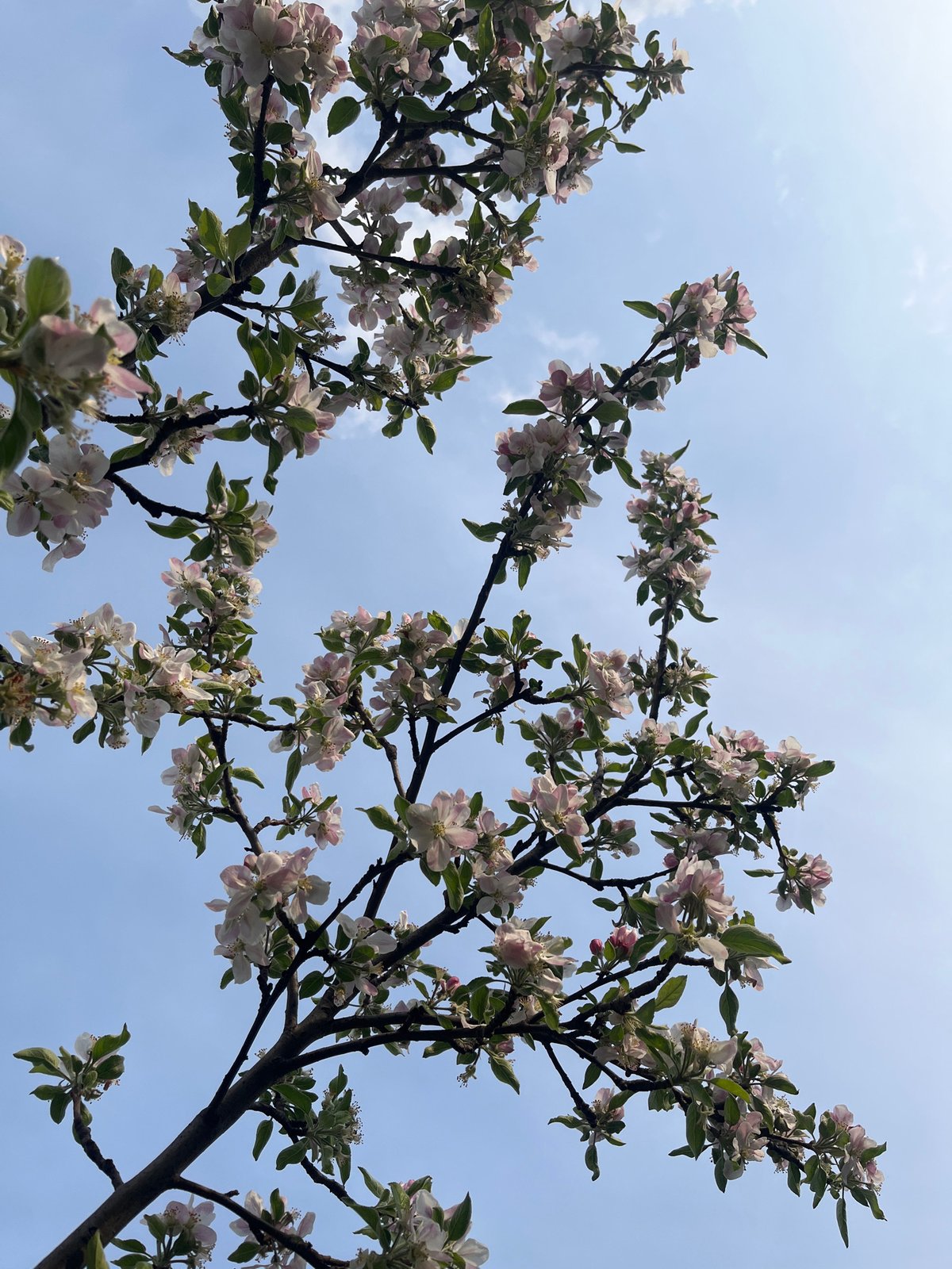 Spring walk documented through blooming Sofia streets and transit