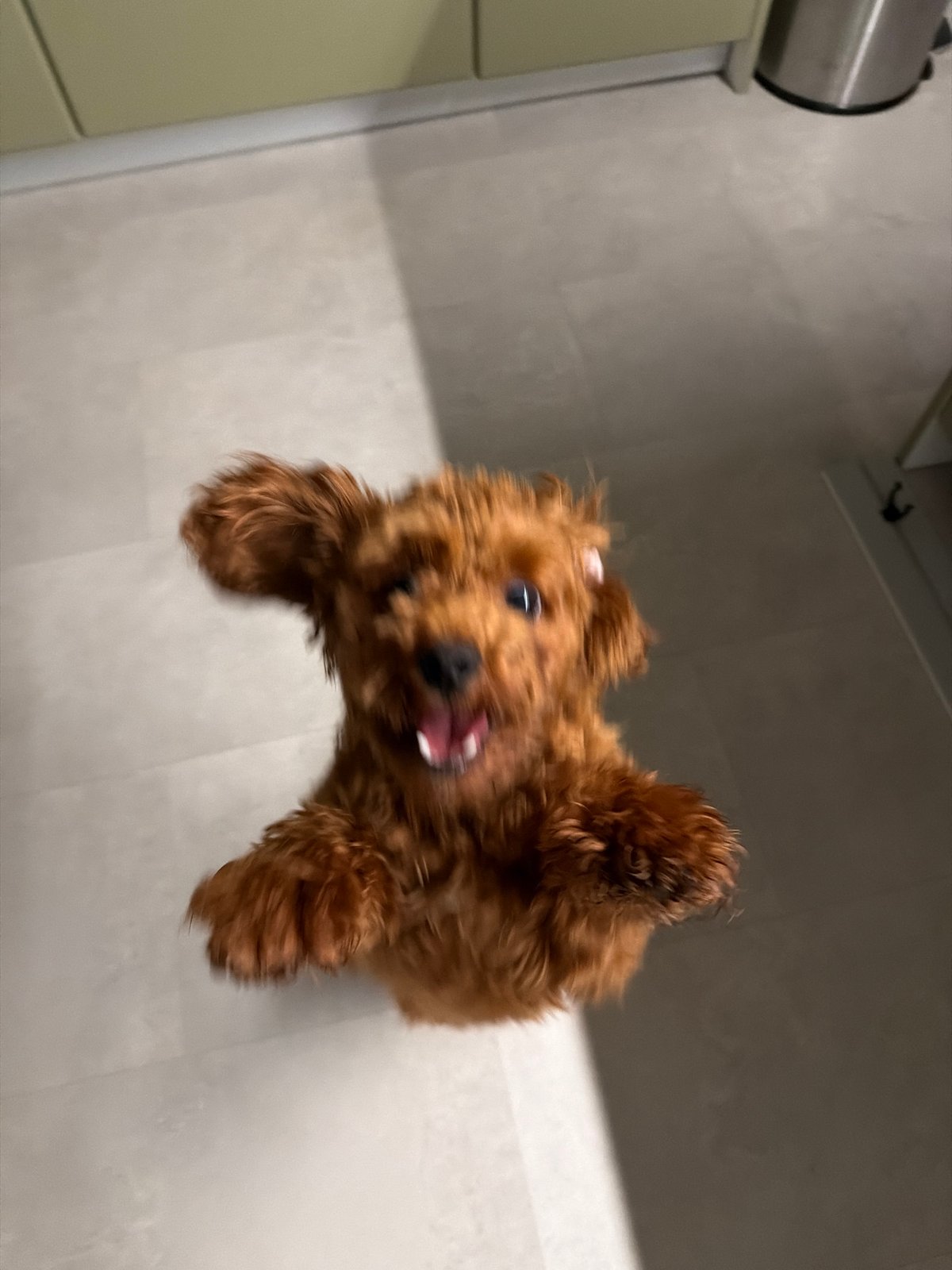 Poodle mix caught mid-leap in a burst of backyard energy