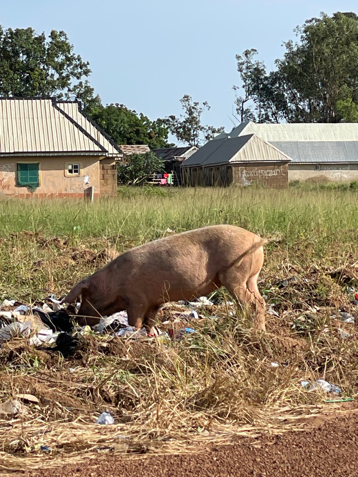Car packed for travel, pigs in trash, daily life in Durimi