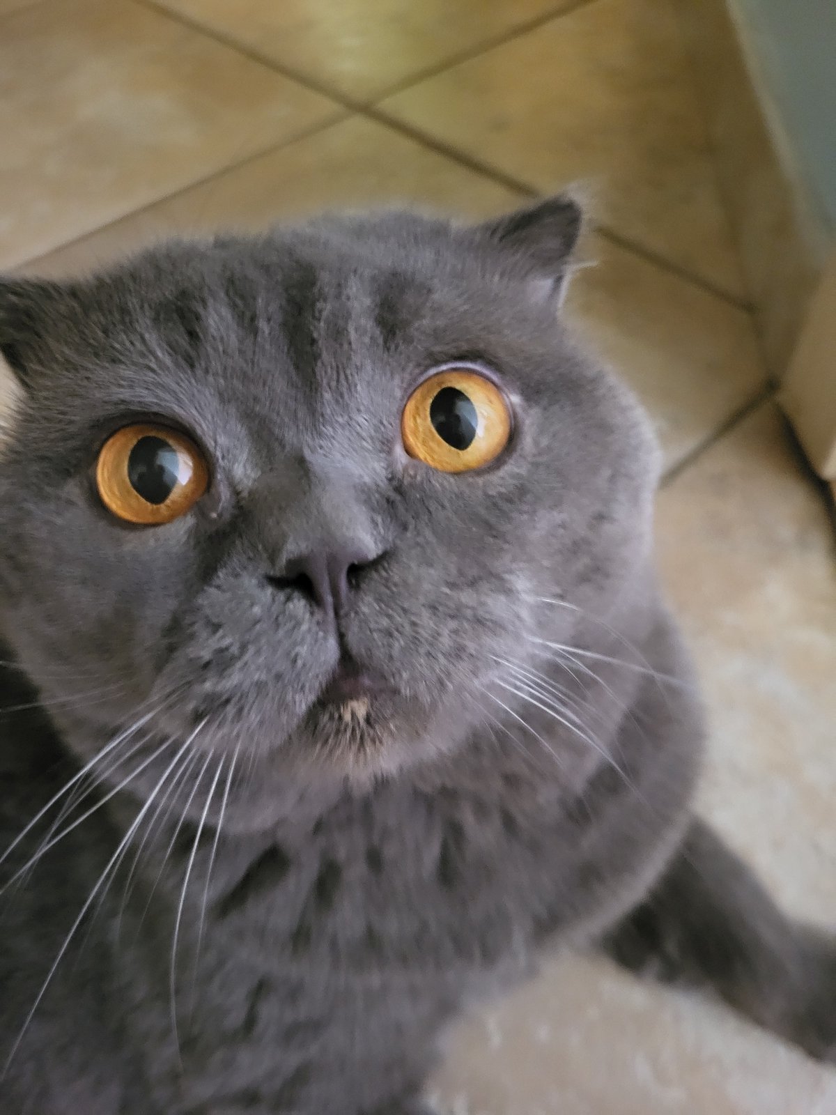 Weekend domestic moments captured featuring Scottish Fold cat and urban scenes