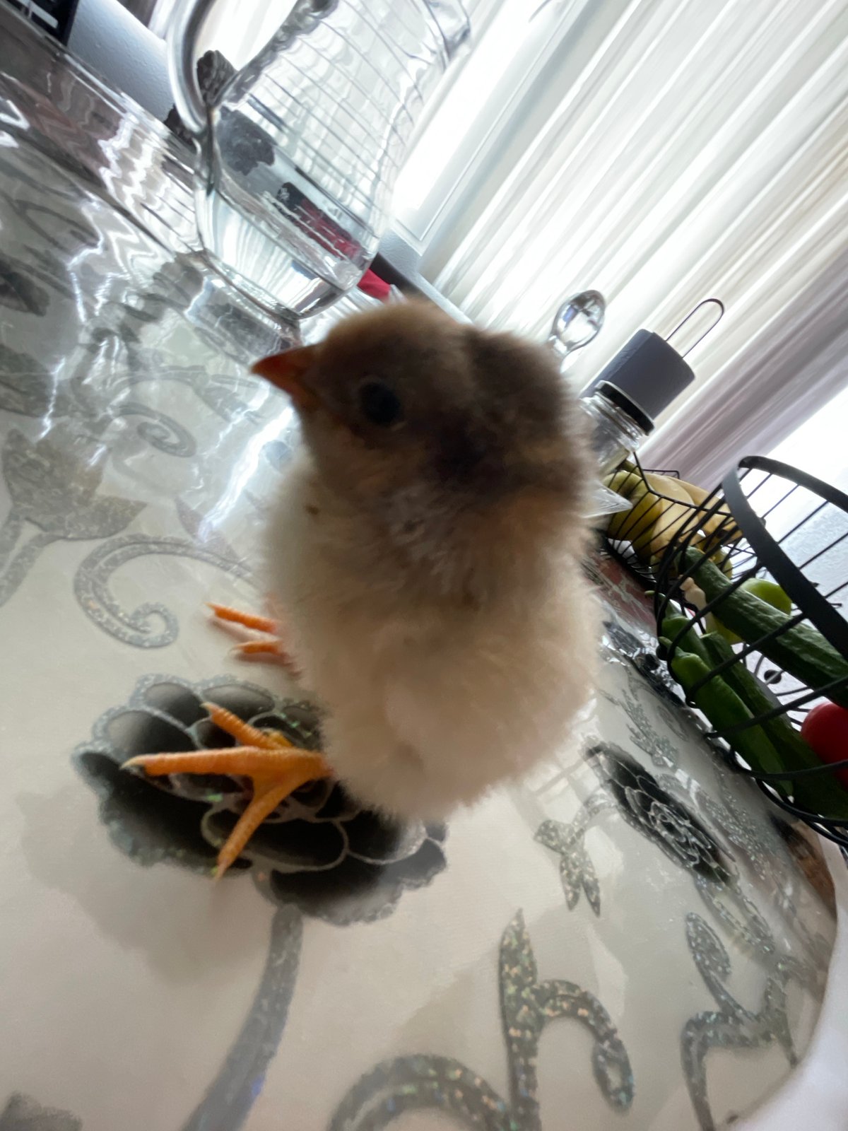 Baby chicks photographed on kitchen tables in Zlatograd, Bulgaria