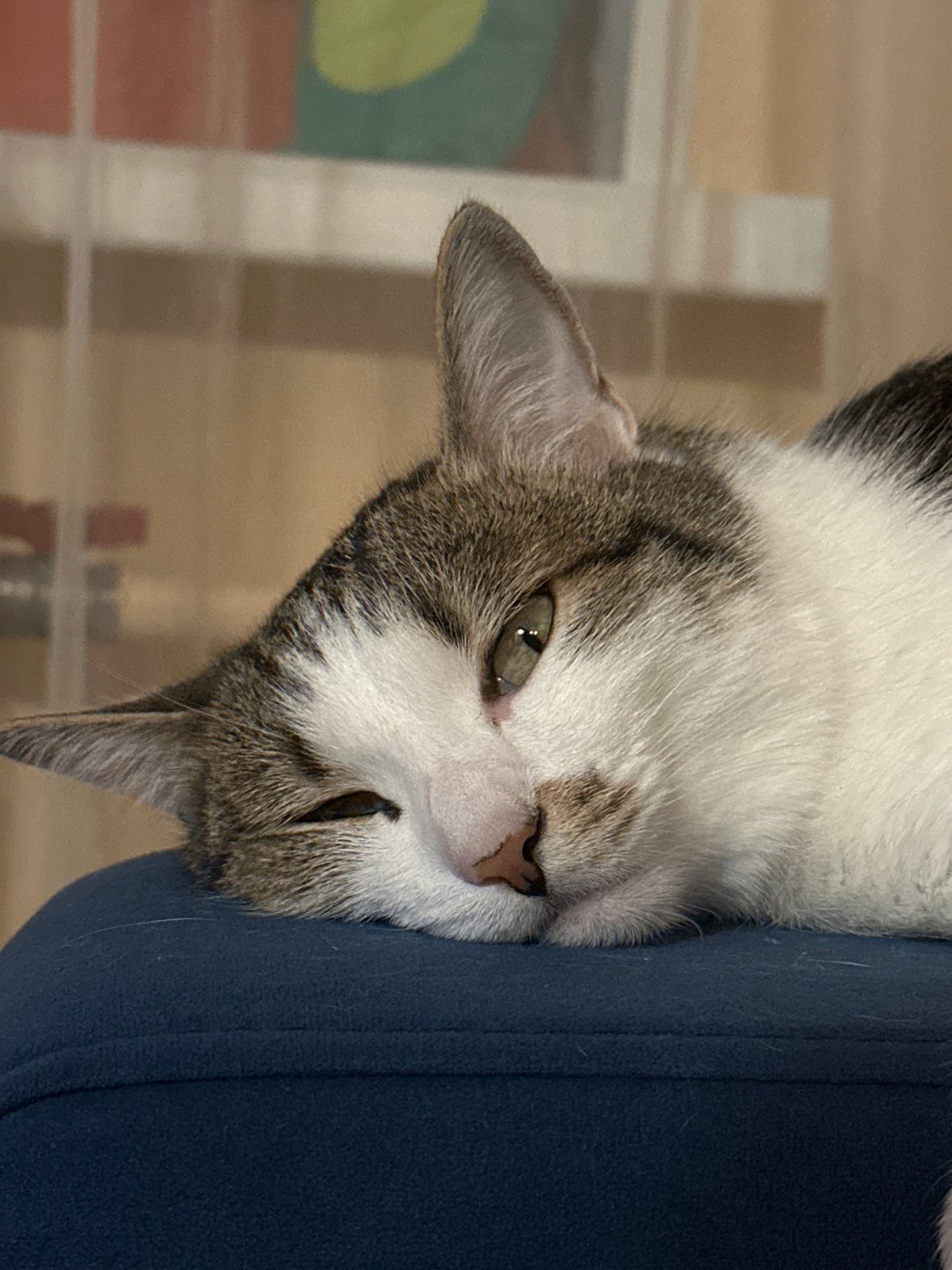 Cat naps on blue furniture in Krasnoyarsk