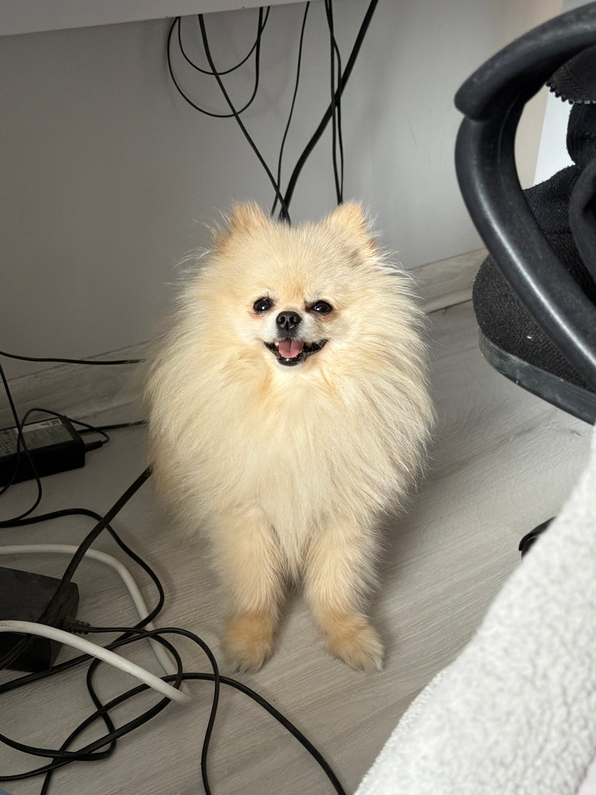 Pomeranian dog rests indoors in Varna office space