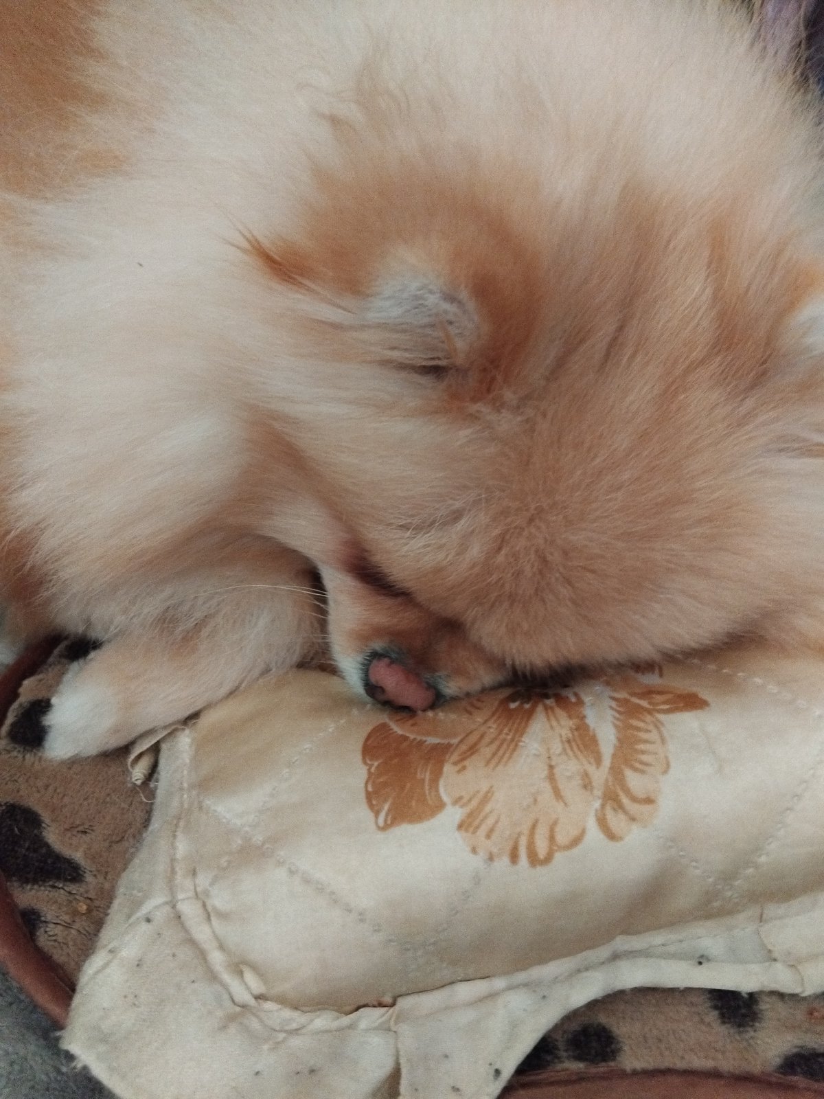Pomeranian dog photographed sleeping peacefully in Bulgarian mountain town