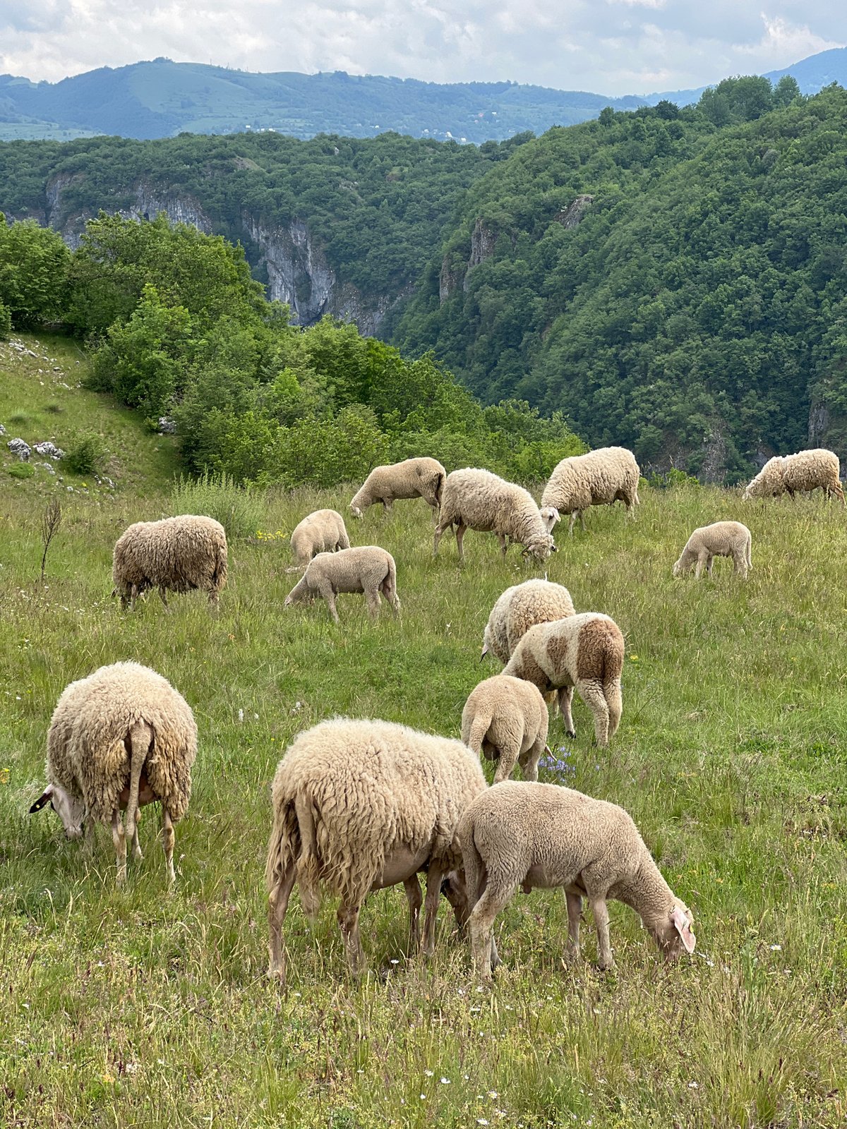 Sheep flock grazes on hillside in Duži, Montenegro
