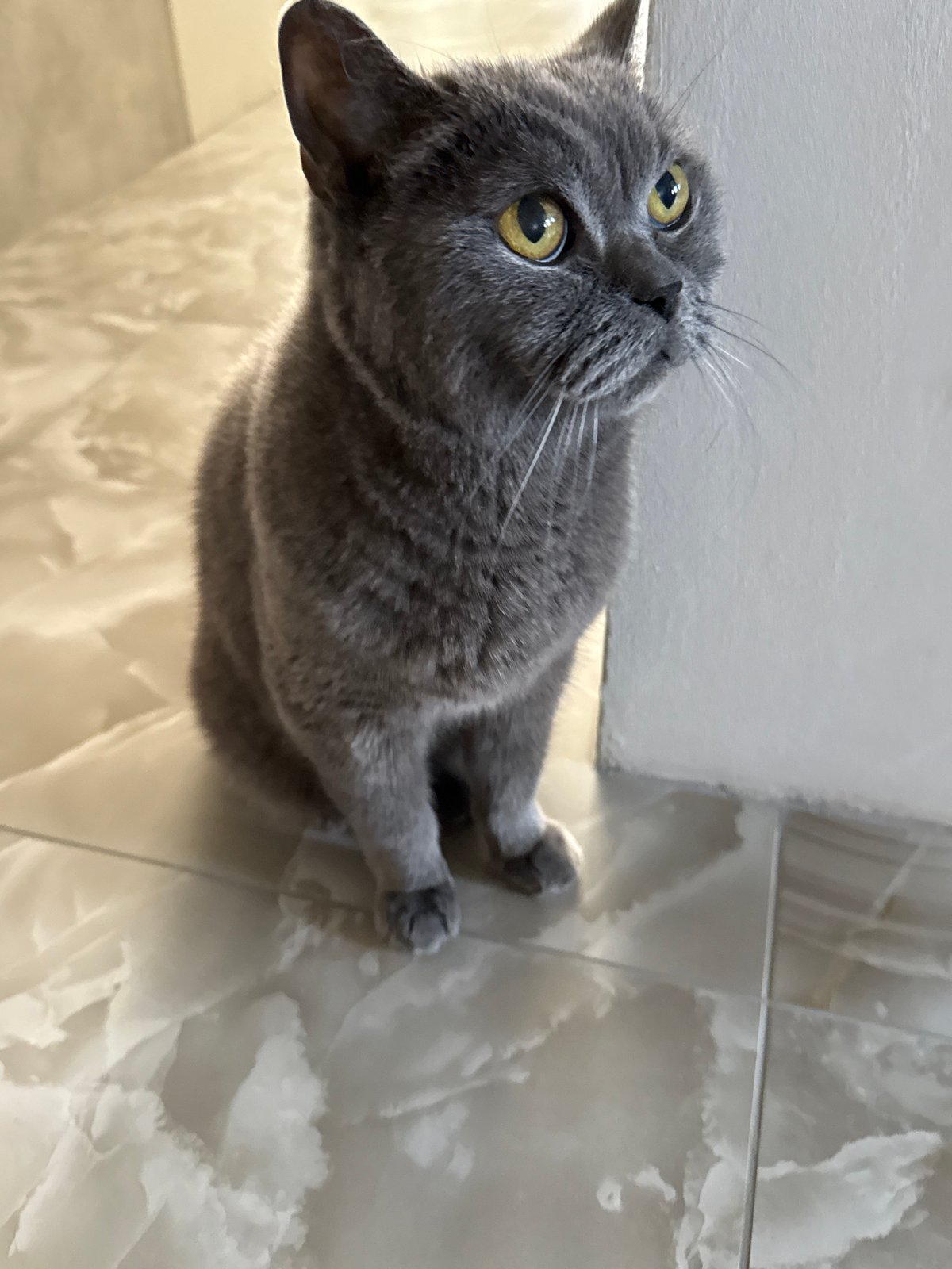 Gray cat at home, multiple rooms, sunny day outside