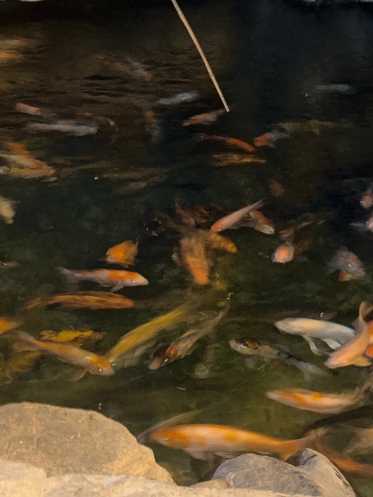 Tourist visits traditional Vietnamese restaurant with dragon carvings, koi ponds