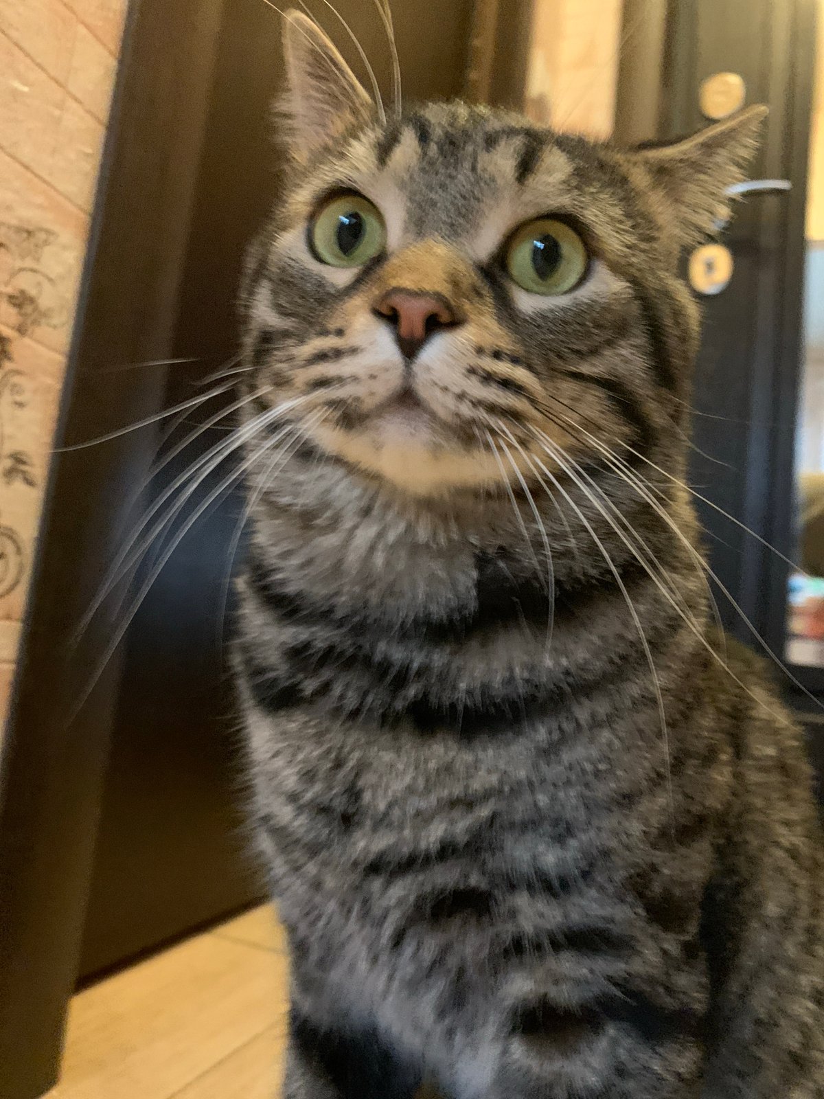 Tabby cat observed in multiple indoor locations, Stavropol morning