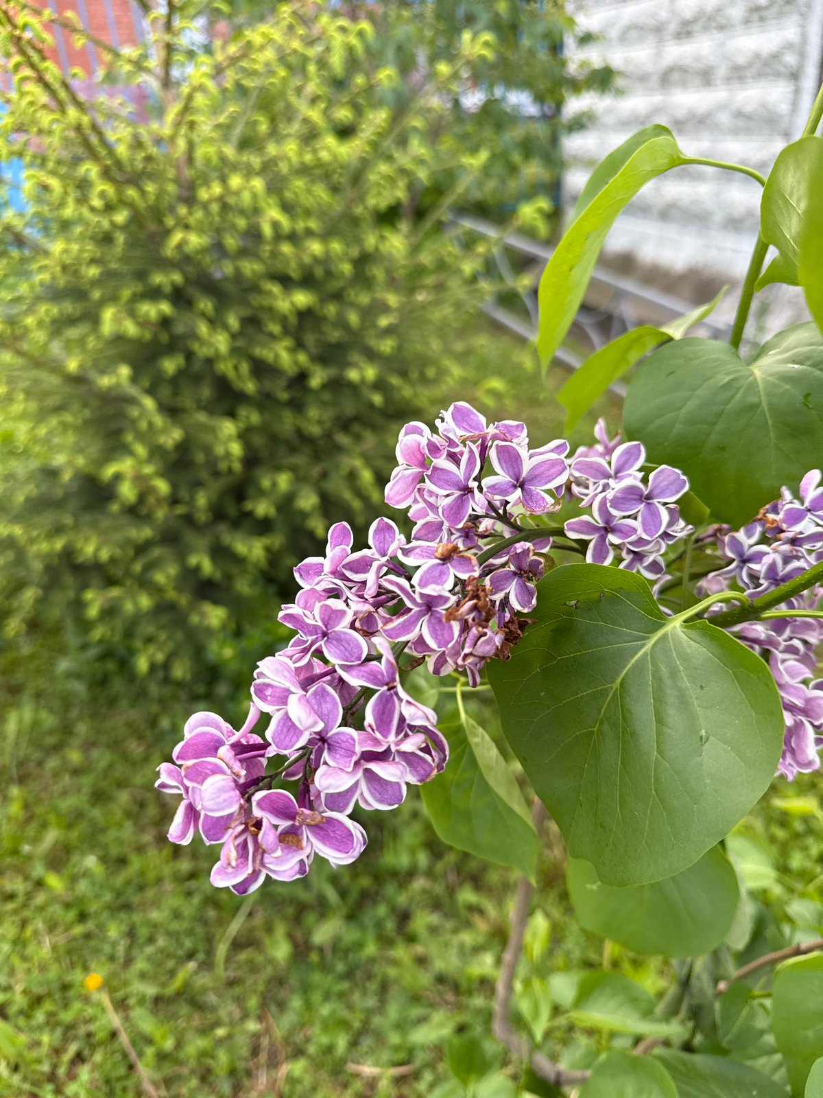 Spring morning captures: blooming lilacs and kitchen cooking in Petersburg