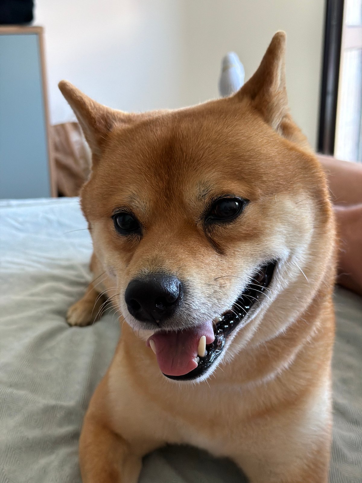 Shiba Inu enjoys photo session with owner in Bulgaria