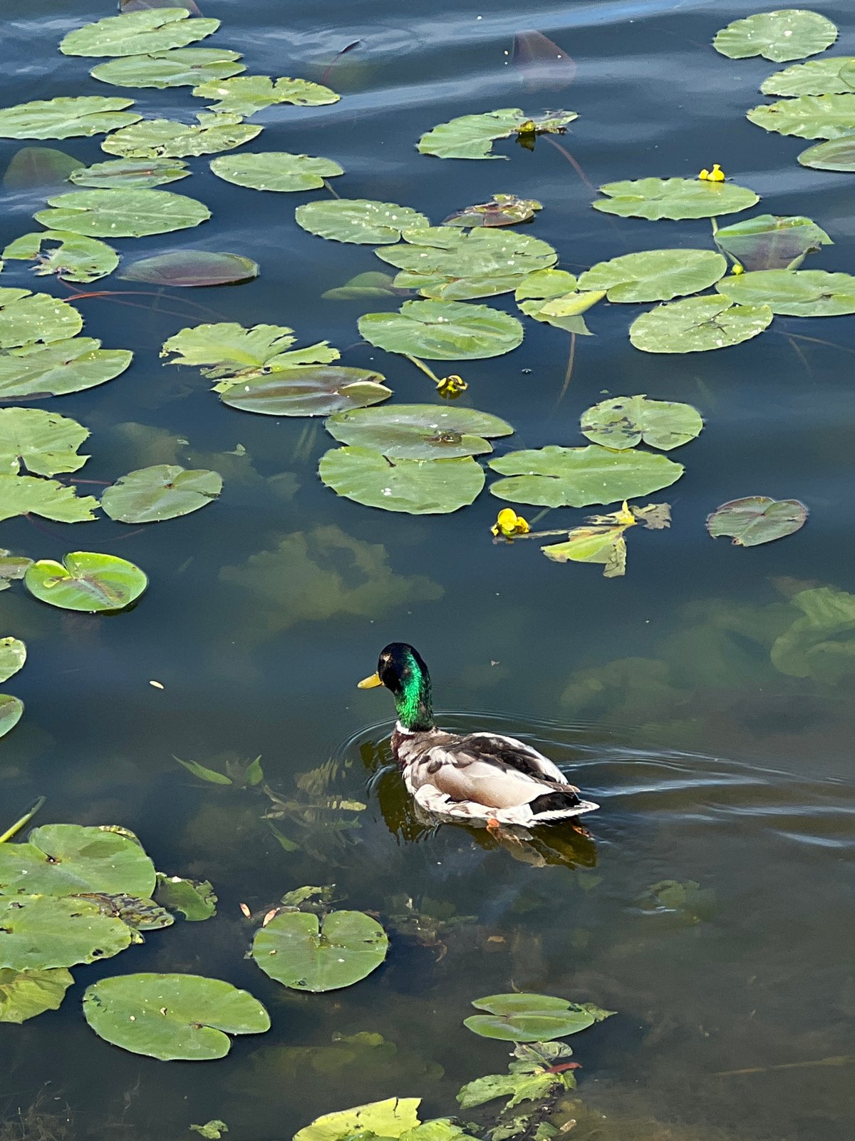 Morning wildlife activity observed at Ternopil Lake, Ukraine