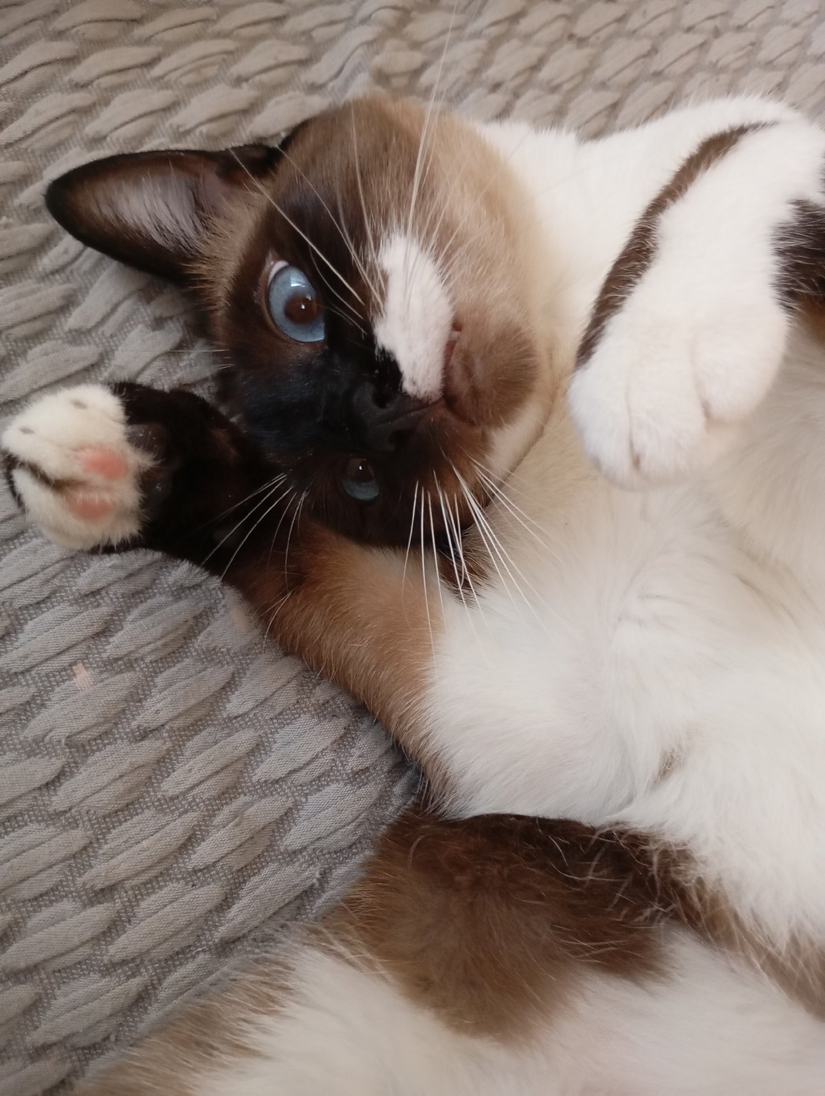 Siamese cat lounging at home in Batumi, every angle covered.