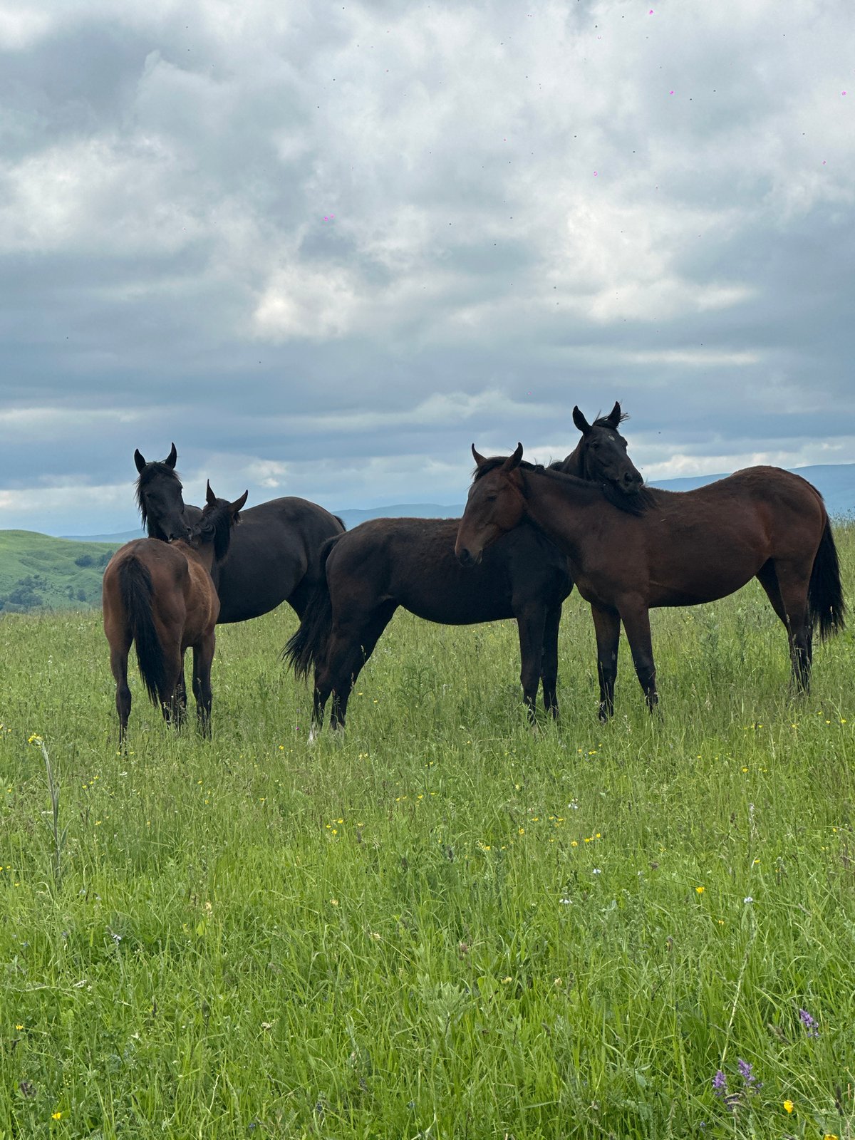 Horses roam a wildflower meadow in rural southern Russia